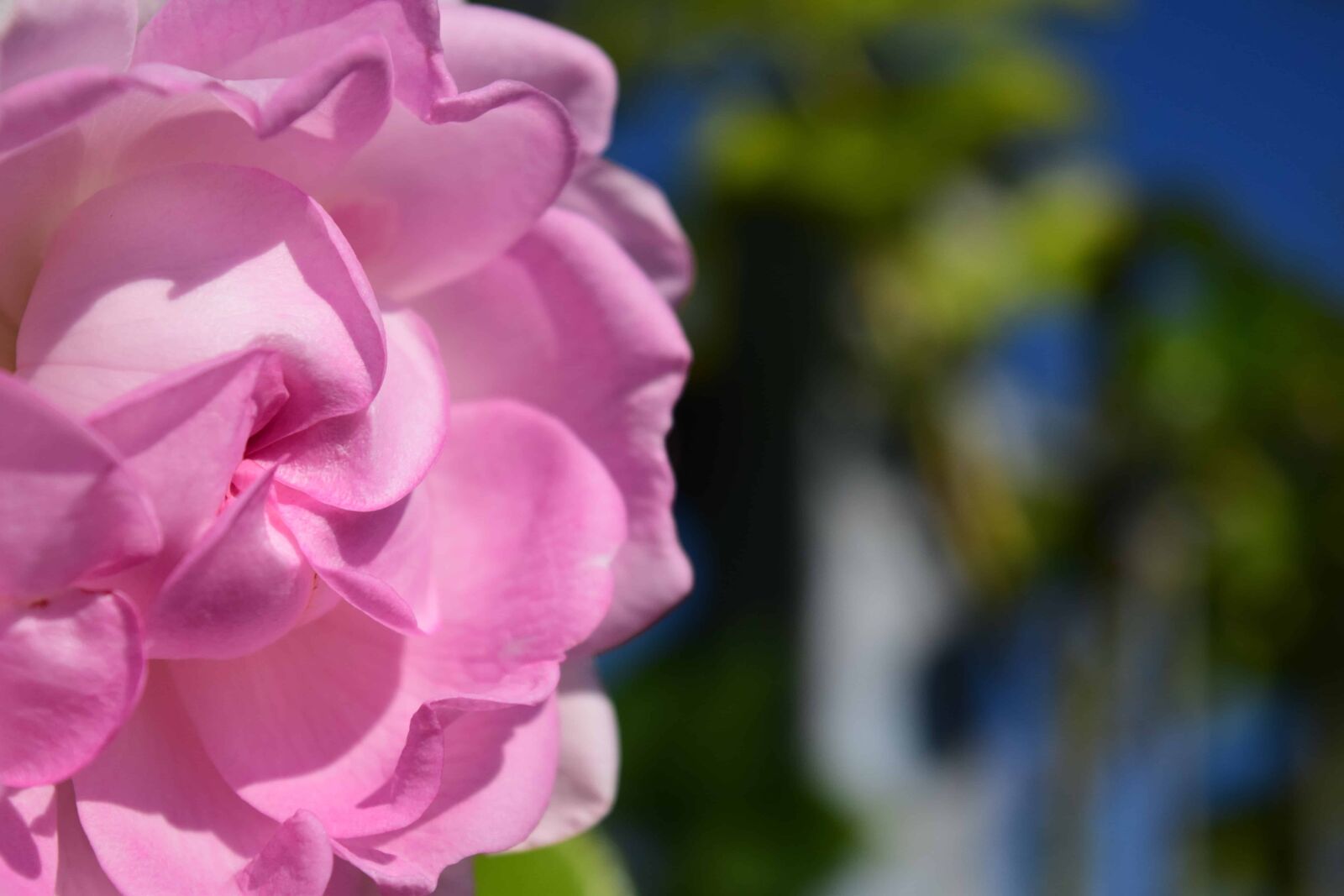 Nikon D3300 sample photo. Macro, daylight, nature, flower photography