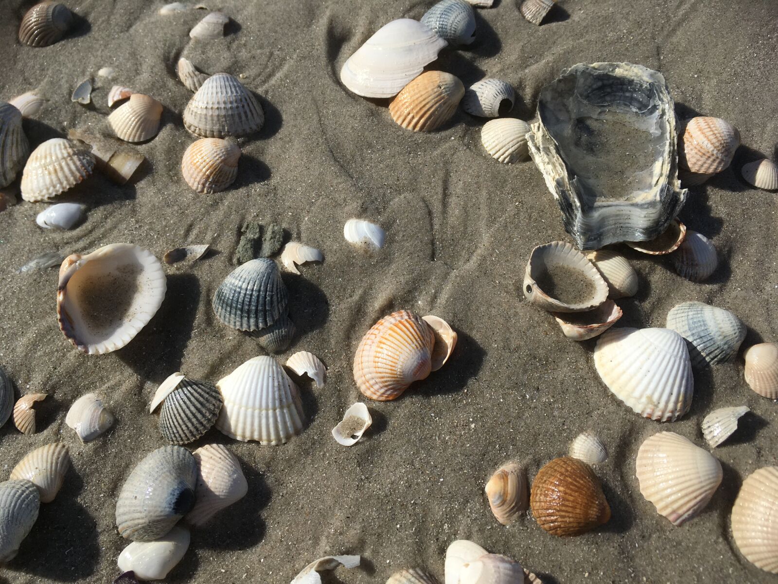 Apple iPhone SE sample photo. North sea, beach, sand photography