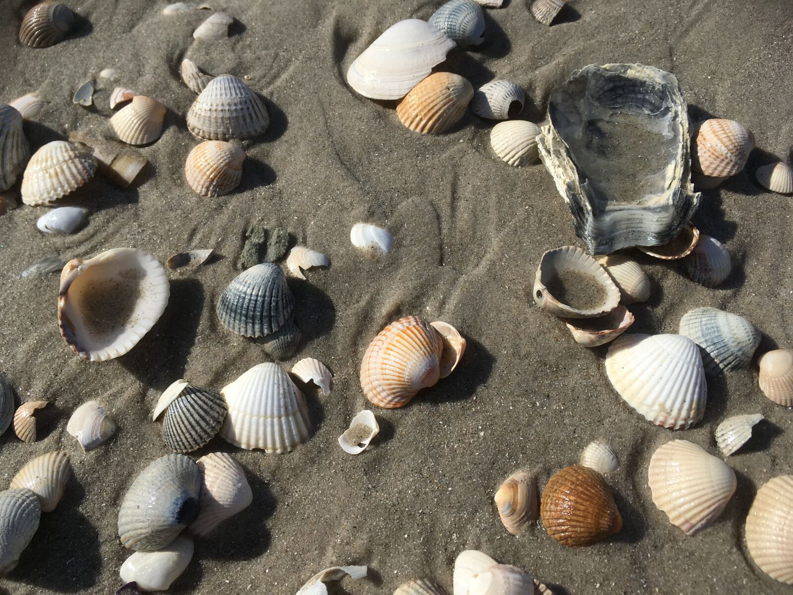 iPhone SE back camera 4.15mm f/2.2 sample photo. North sea, beach, sand photography