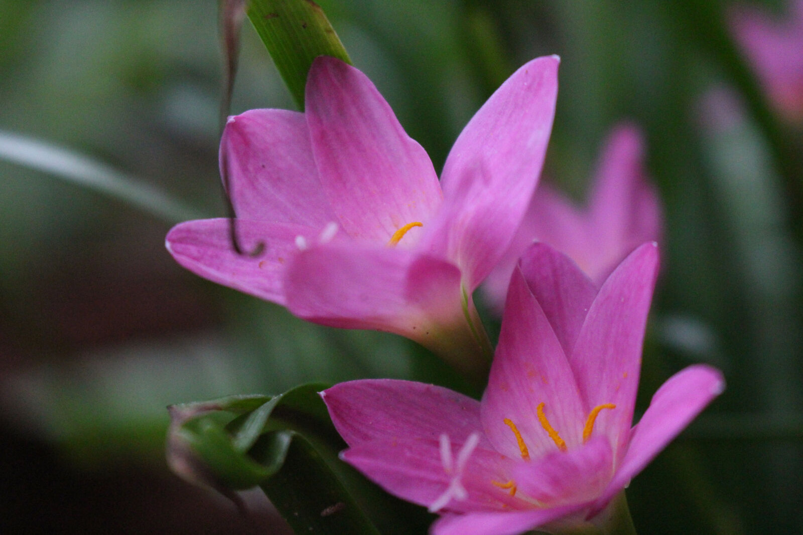 Canon EOS 700D (EOS Rebel T5i / EOS Kiss X7i) sample photo