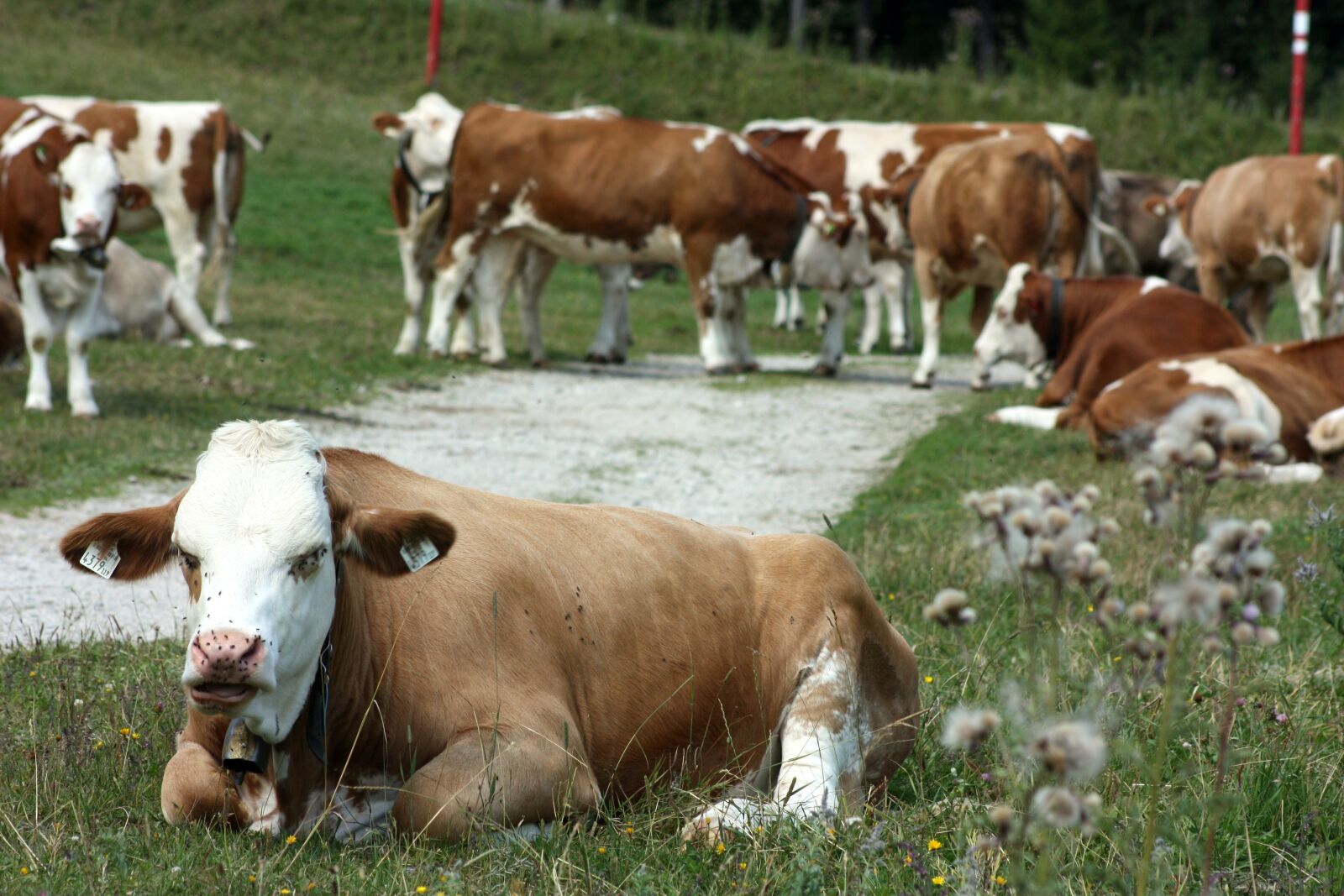 Canon EOS 450D (EOS Rebel XSi / EOS Kiss X2) sample photo. Cow, tyrol, alm photography