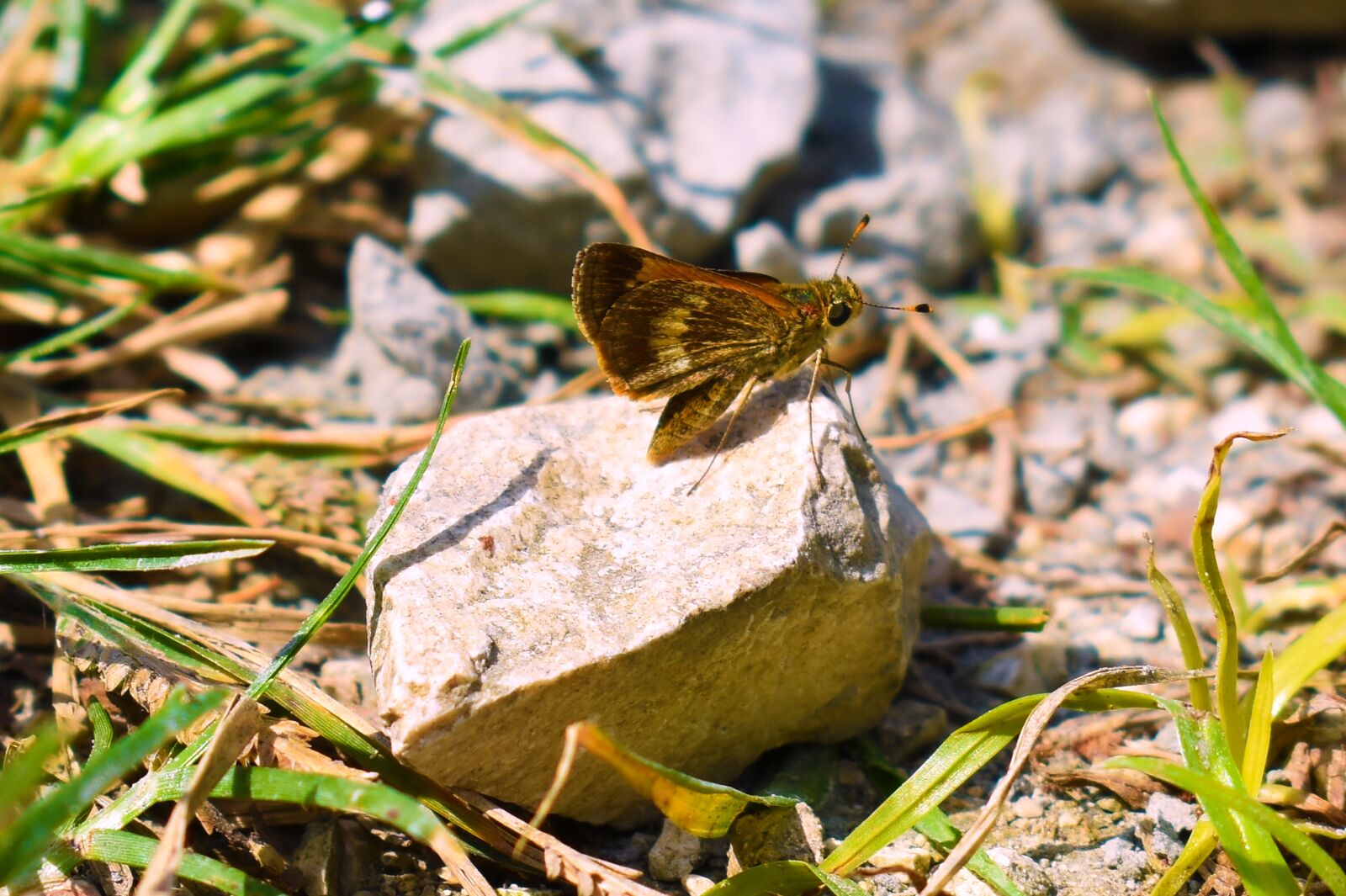 Nikon D3400 sample photo. Nature, butterfly, incepto photography
