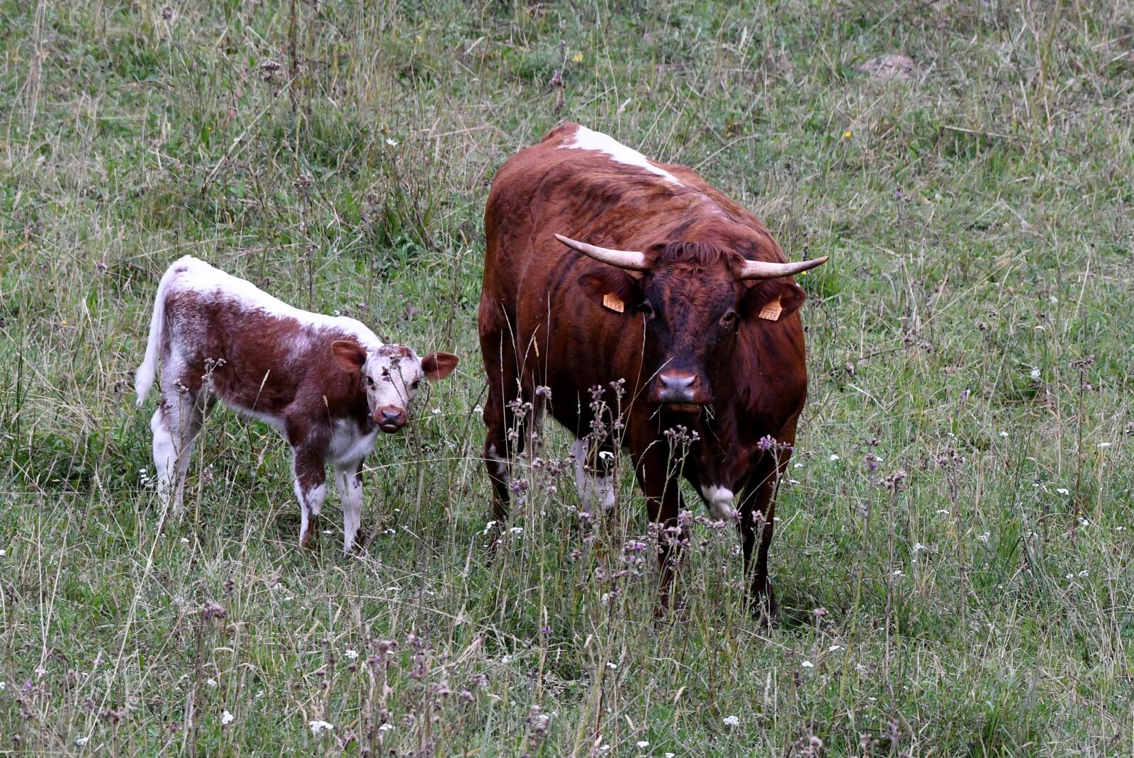 Nikon D500 sample photo. Cow, calf, witrug photography
