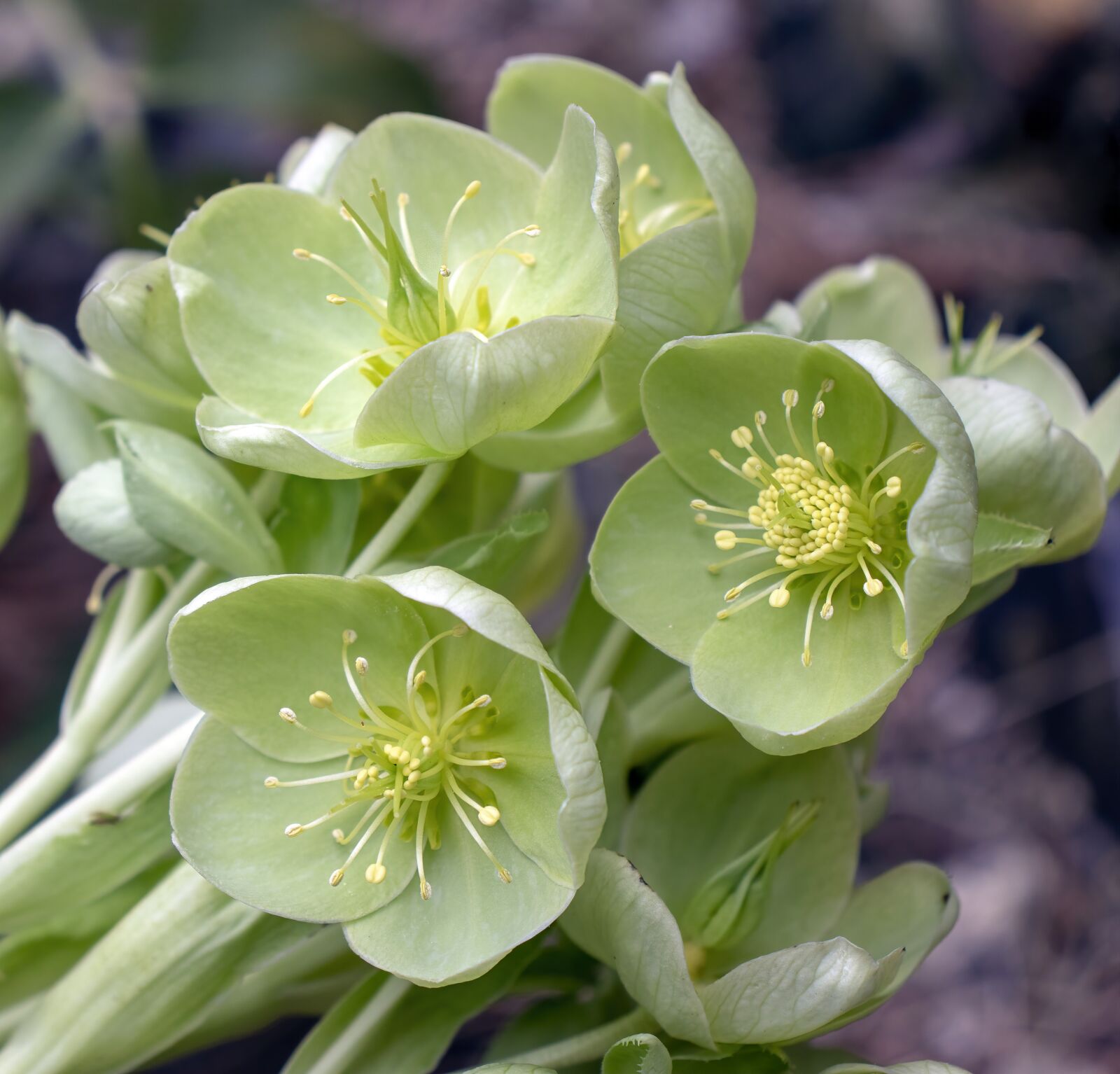 Canon EOS 800D (EOS Rebel T7i / EOS Kiss X9i) sample photo. Green hellebore, wildflower, green photography