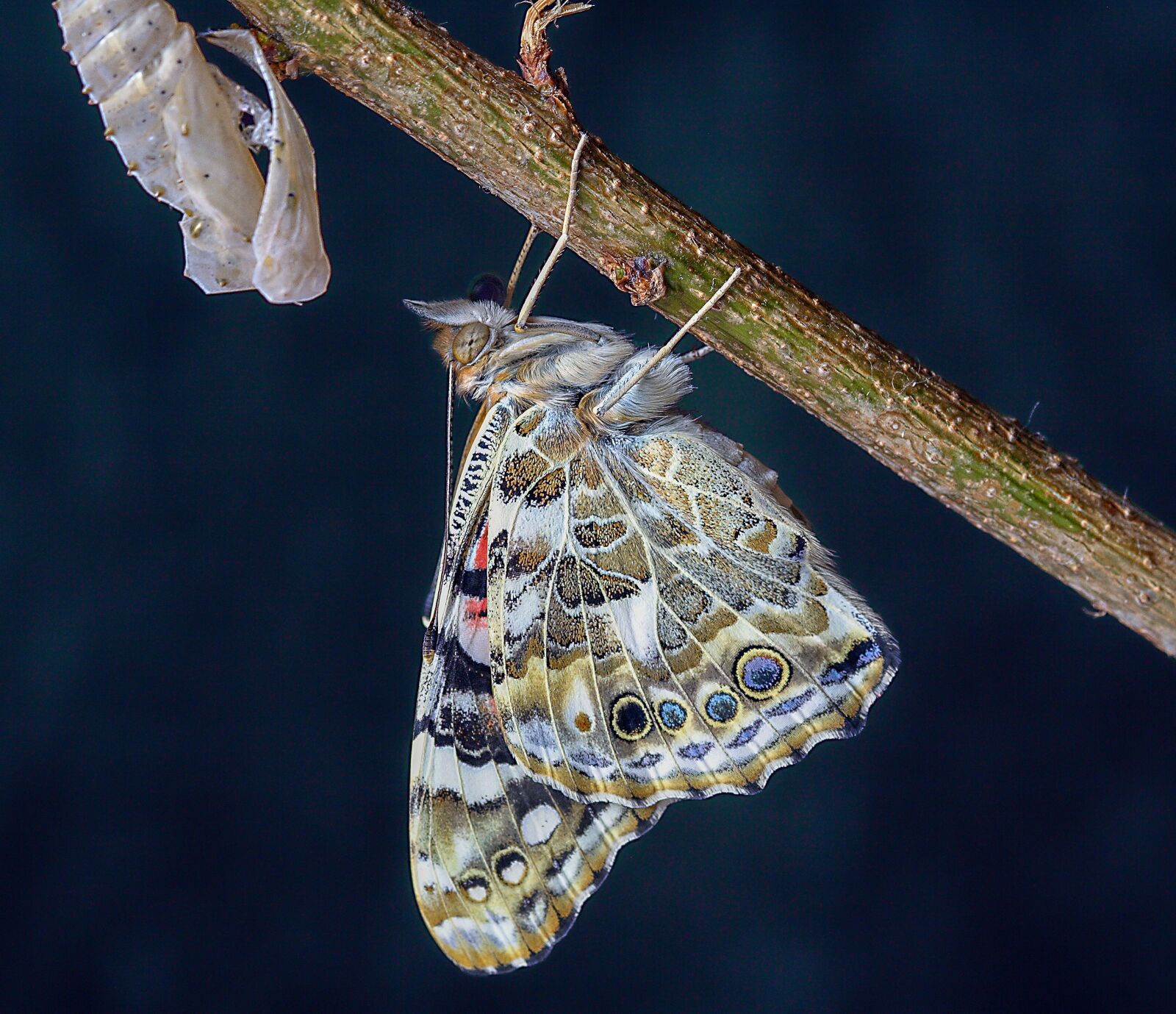 Canon EOS 350D (EOS Digital Rebel XT / EOS Kiss Digital N) sample photo. Butterfly, painted-lady, insect photography
