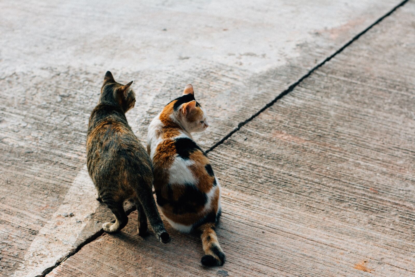 Nikon D7100 sample photo. Cat, animal, pet photography