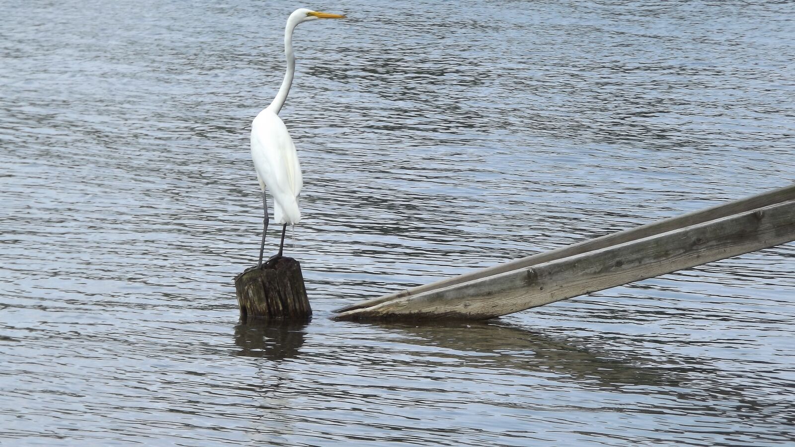 Fujifilm FinePix S3400 sample photo. Fauna, wild birds, bird photography