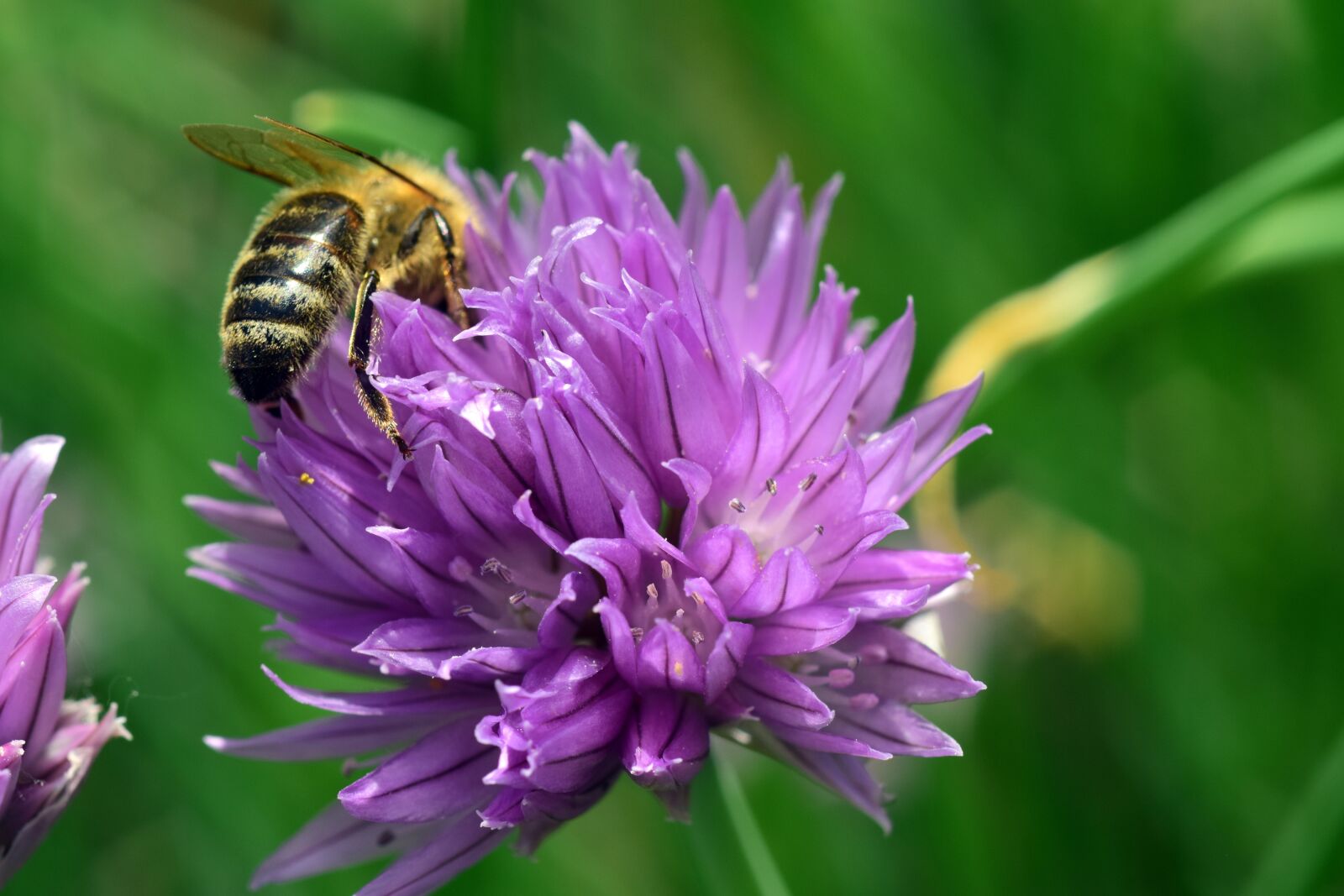 Nikon D3300 sample photo. Chives, chives blossom, blossom photography