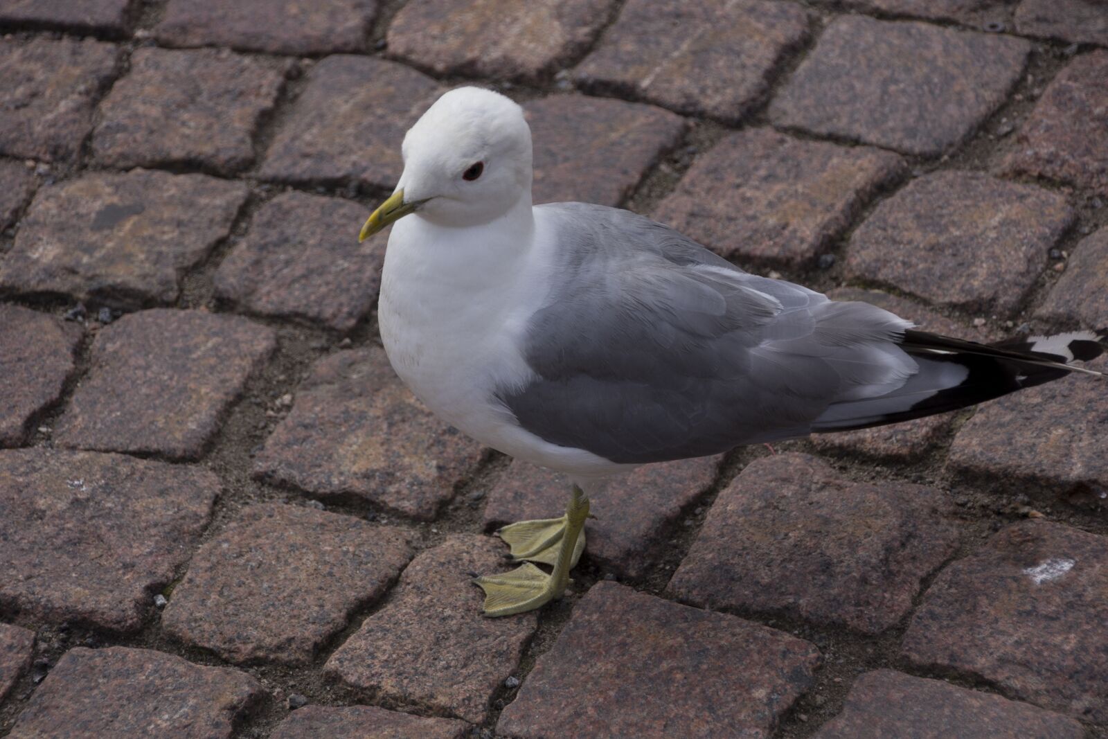 Canon EOS 60D sample photo. Seagull, animal, bird photography