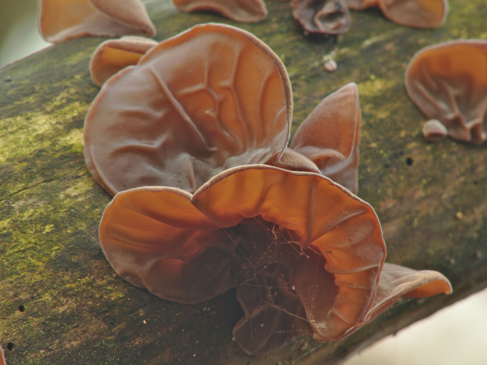 Canon EOS 550D (EOS Rebel T2i / EOS Kiss X4) sample photo. Judas ear, jews ear photography