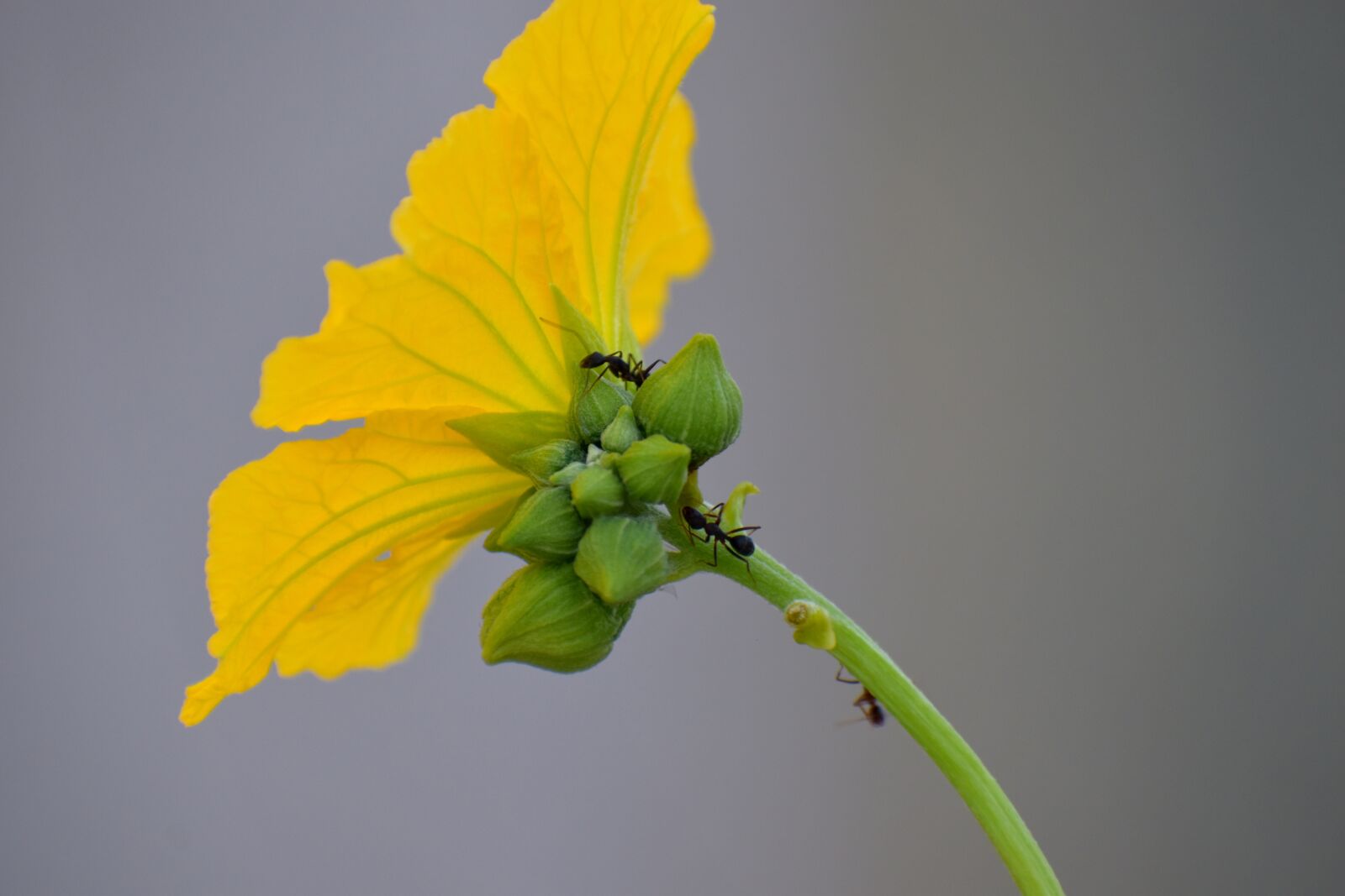 Nikon D5600 sample photo. Ridge gourd flower, yellow photography