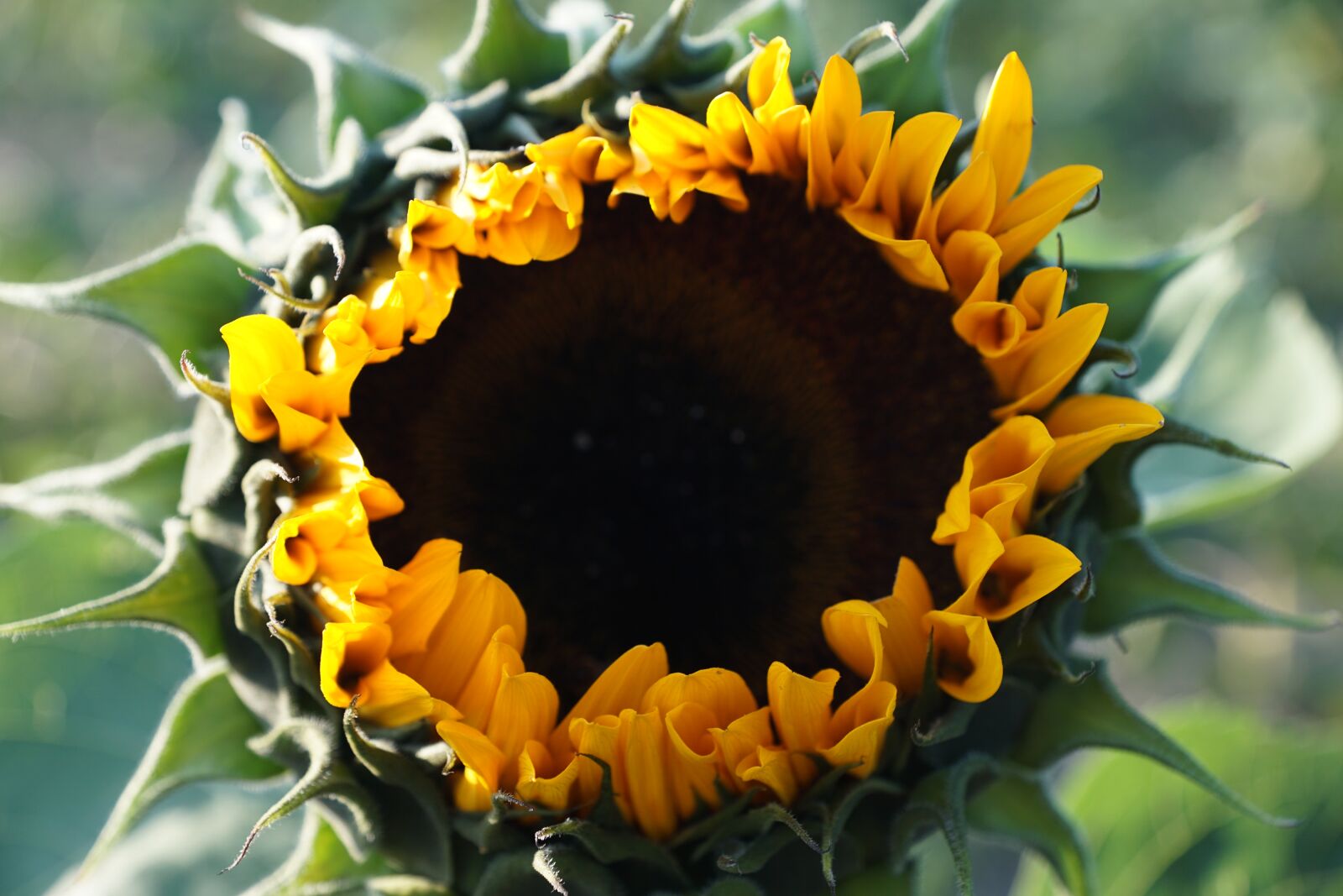 Sony DT 16-50mm F2.8 SSM sample photo. Sunflower, yellow, green photography