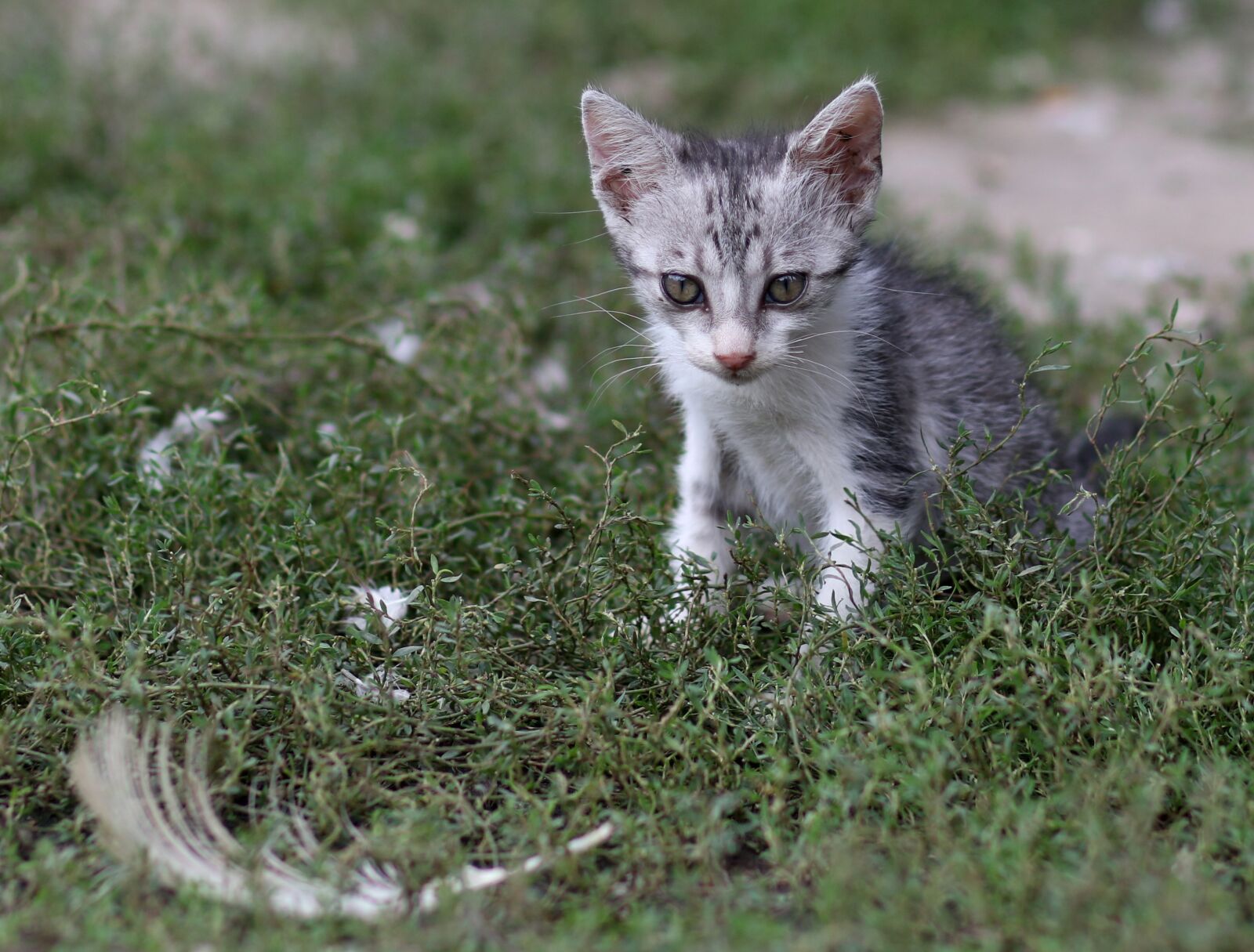 Canon EF 85mm F1.8 USM sample photo. Cat, small, nice photography