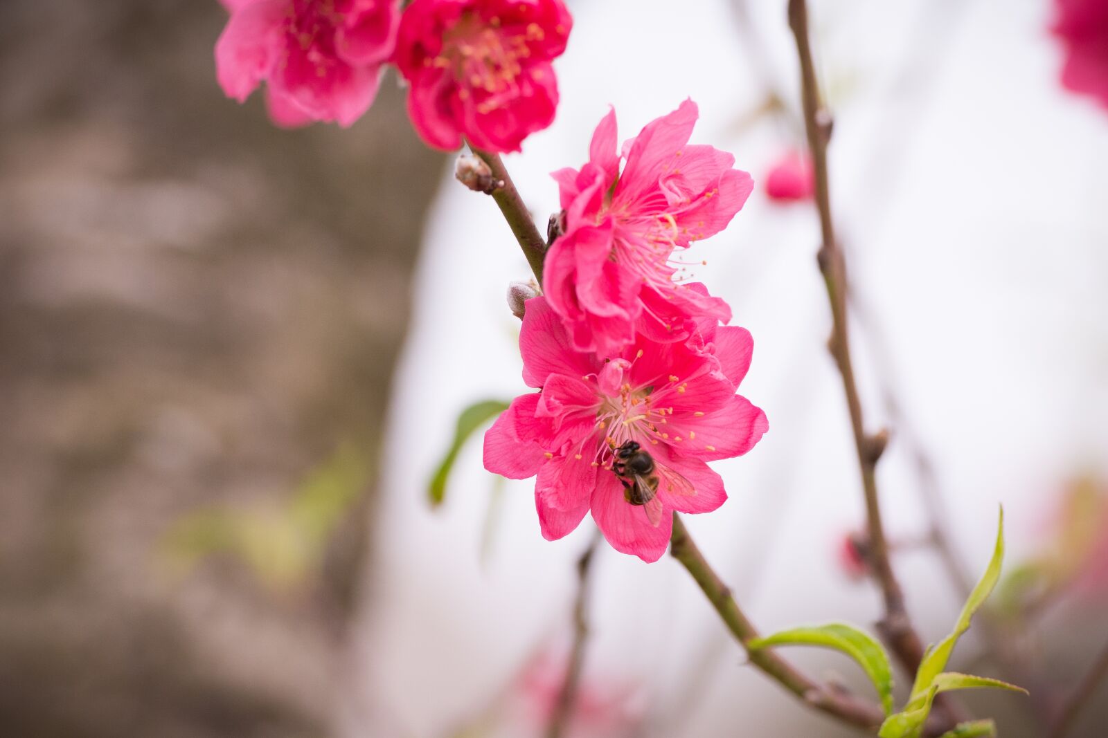Nikon D7100 sample photo. Peach, peach flower, flower photography