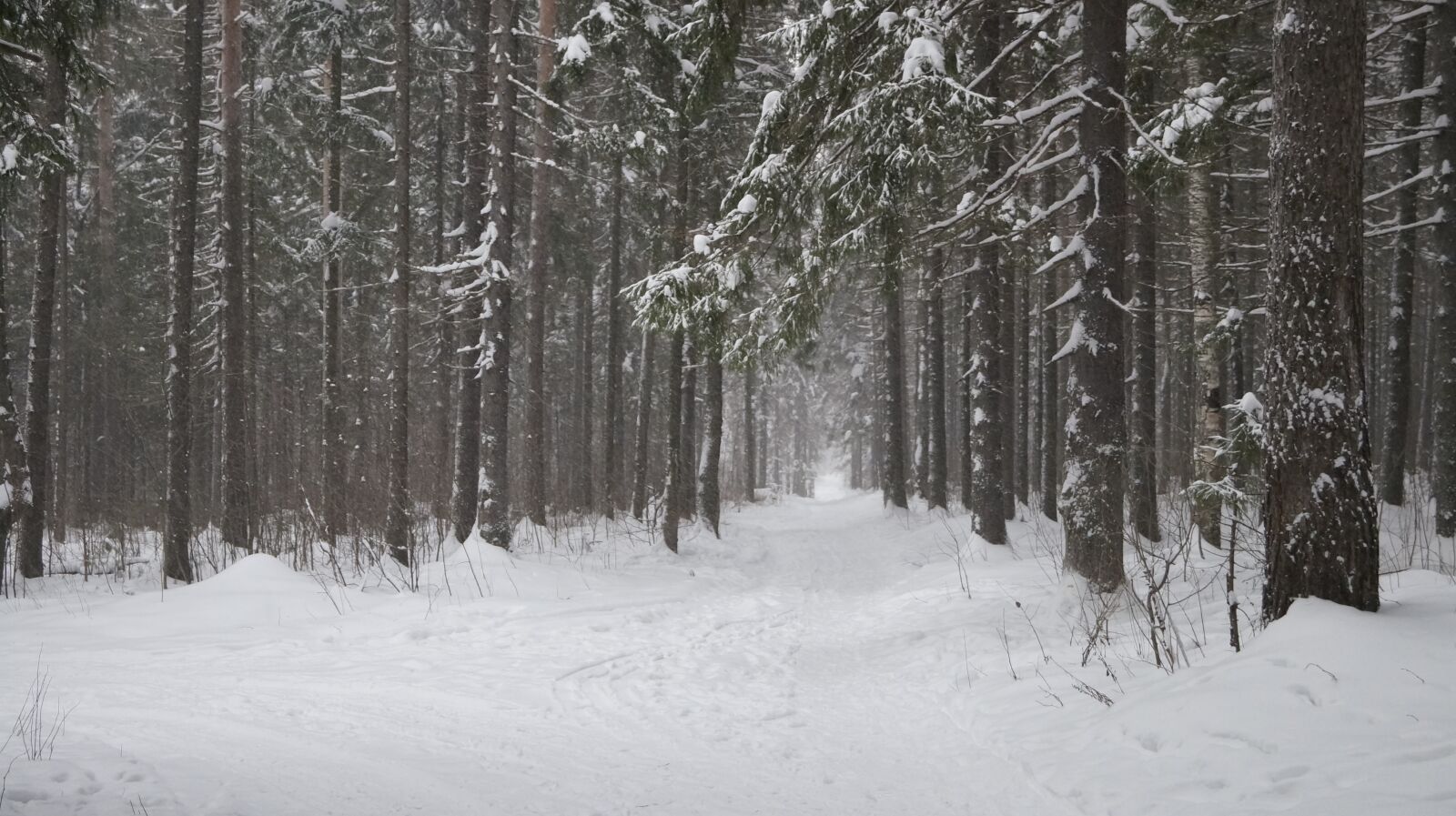 Sony SLT-A57 sample photo. Forest, silence, frost photography
