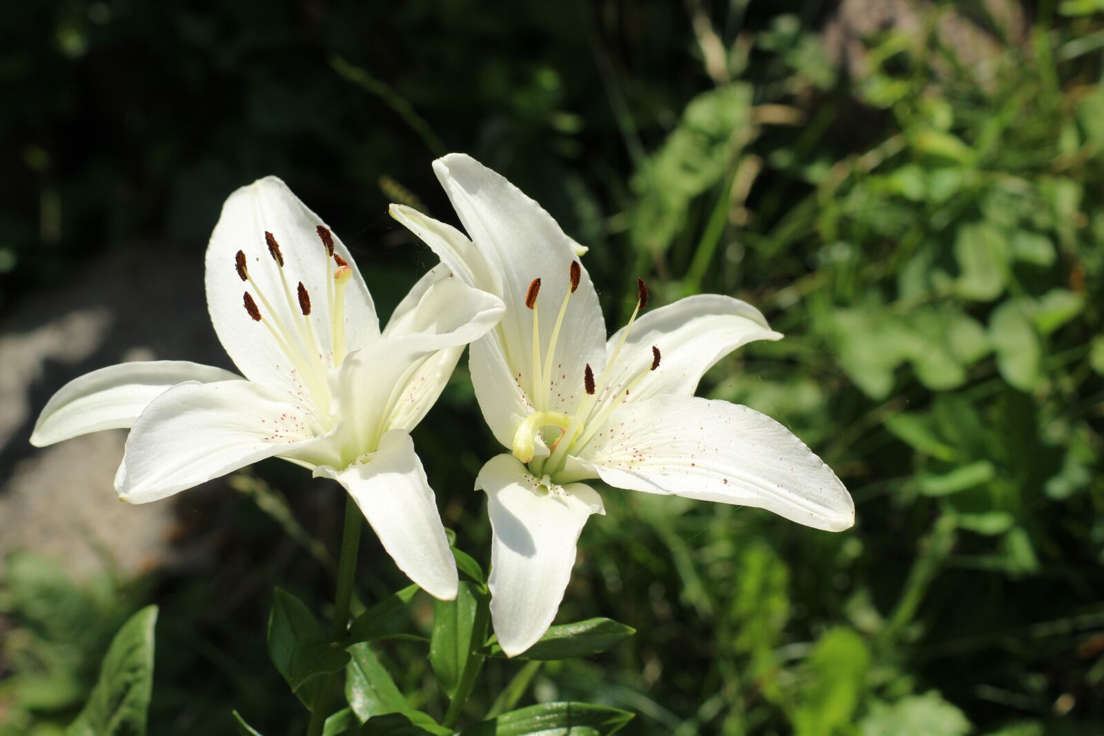 Canon EOS 1200D (EOS Rebel T5 / EOS Kiss X70 / EOS Hi) sample photo. Lilies, lily, white flowers photography