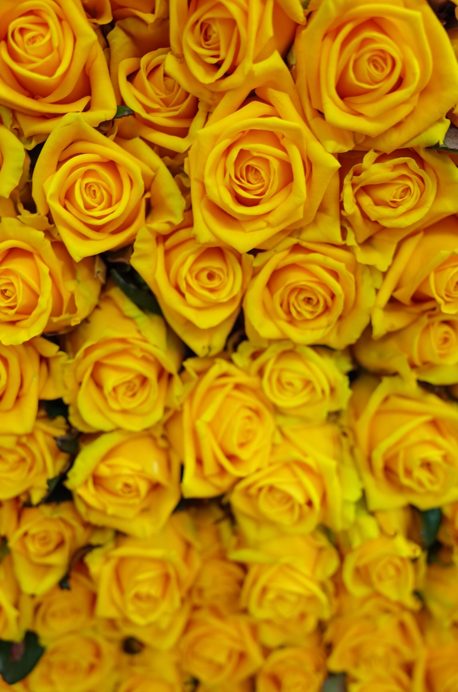 GR Lens sample photo. Roses, romantic, yellow photography