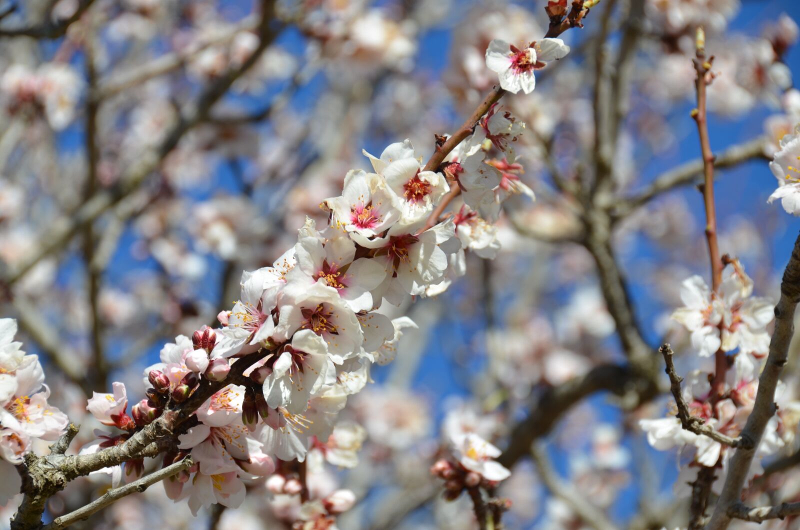 Nikon D7000 sample photo. Bloom, flower, blossom photography