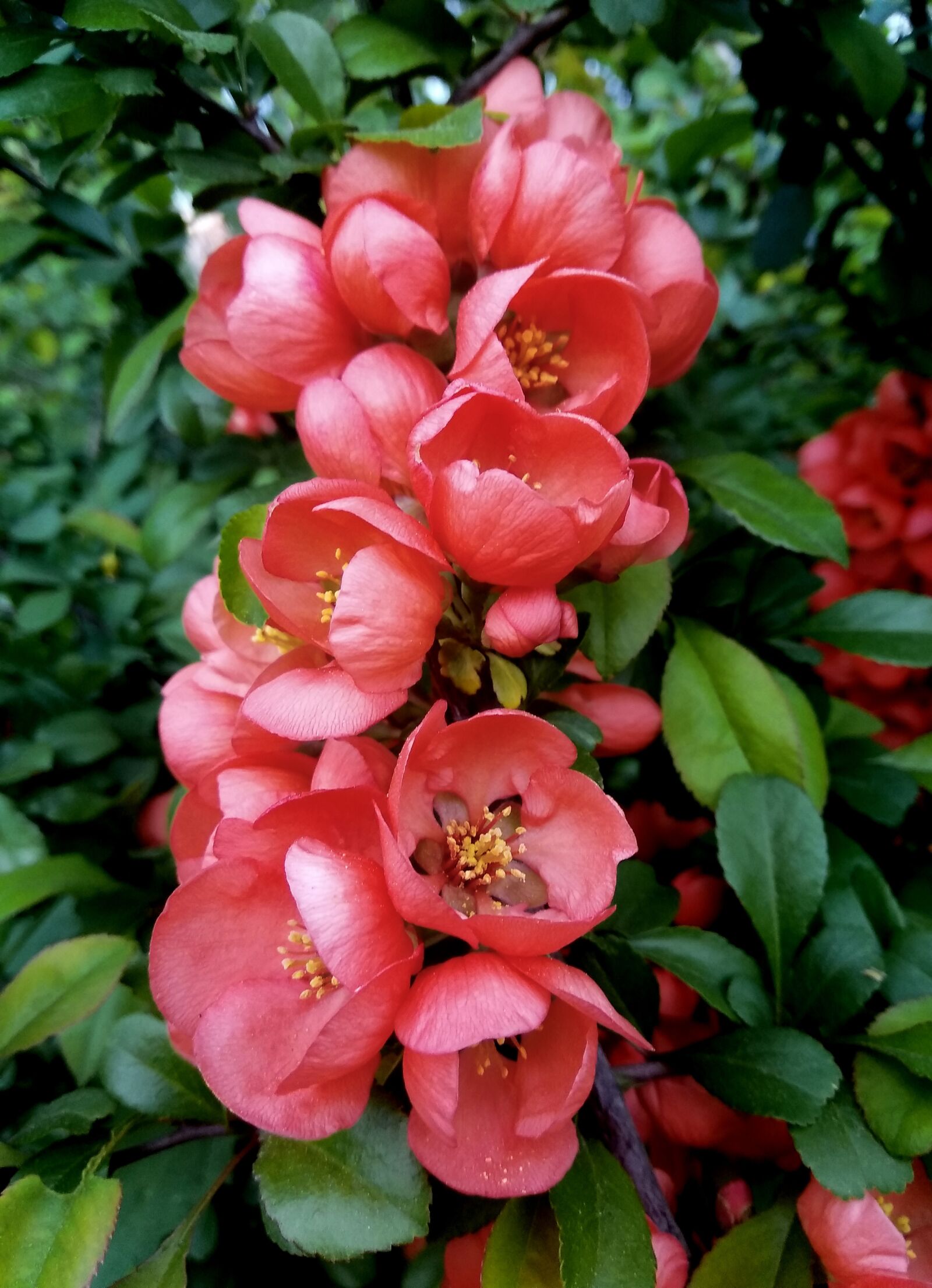 Xiaomi Redmi Note 4 sample photo. Shrub, flowers, inflorescences photography