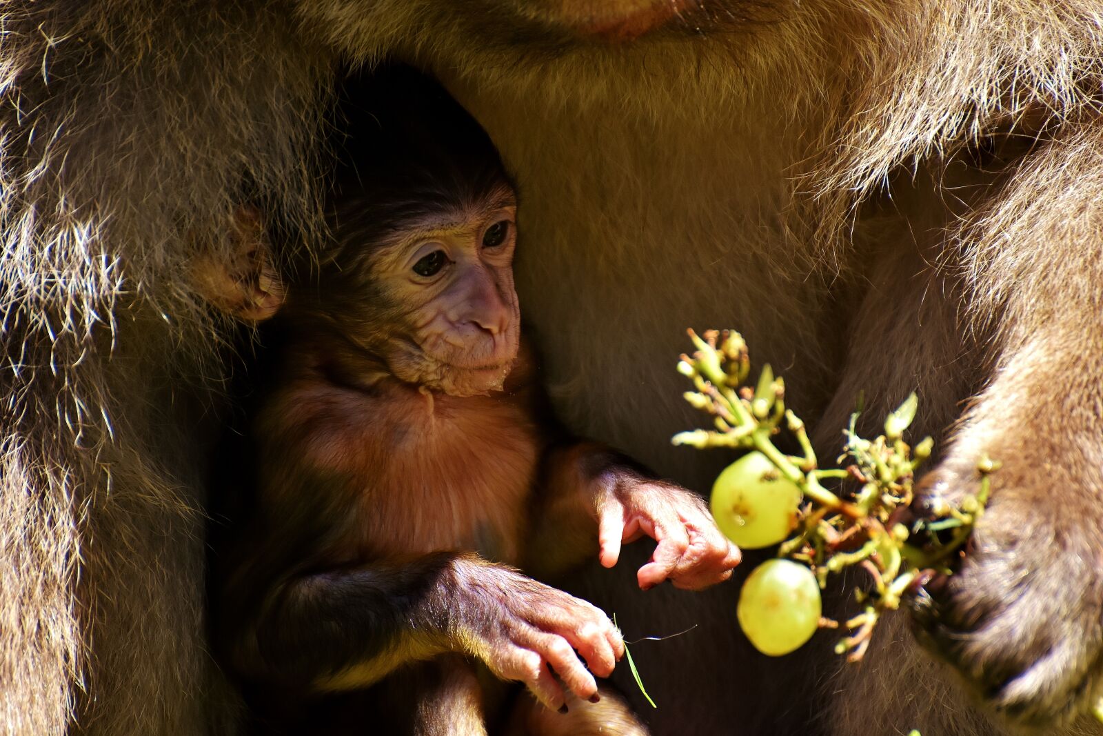 Nikon D7200 sample photo. Baby monkey, barbary ape photography