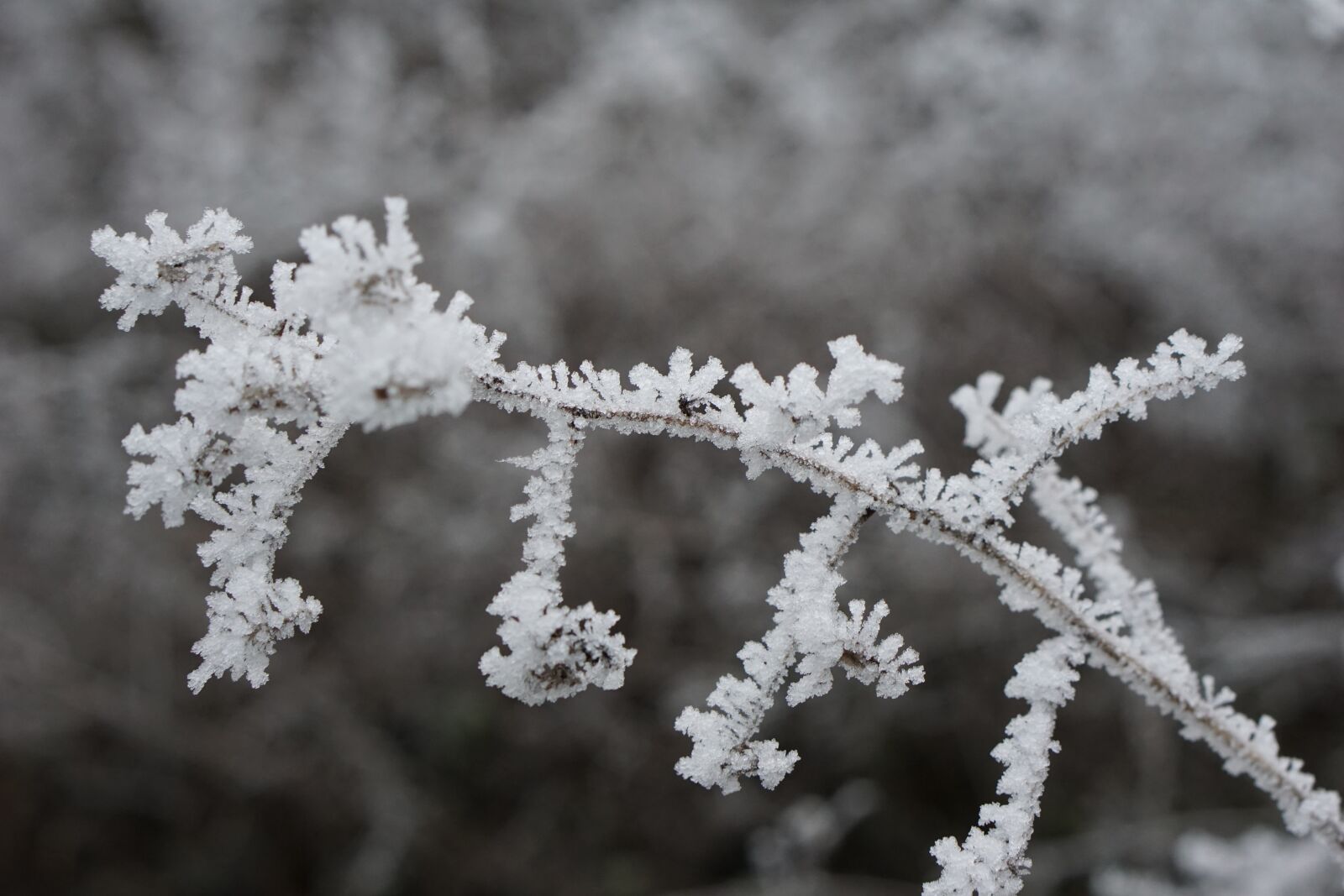 Sony a6000 sample photo. Branch, ice, crystals photography
