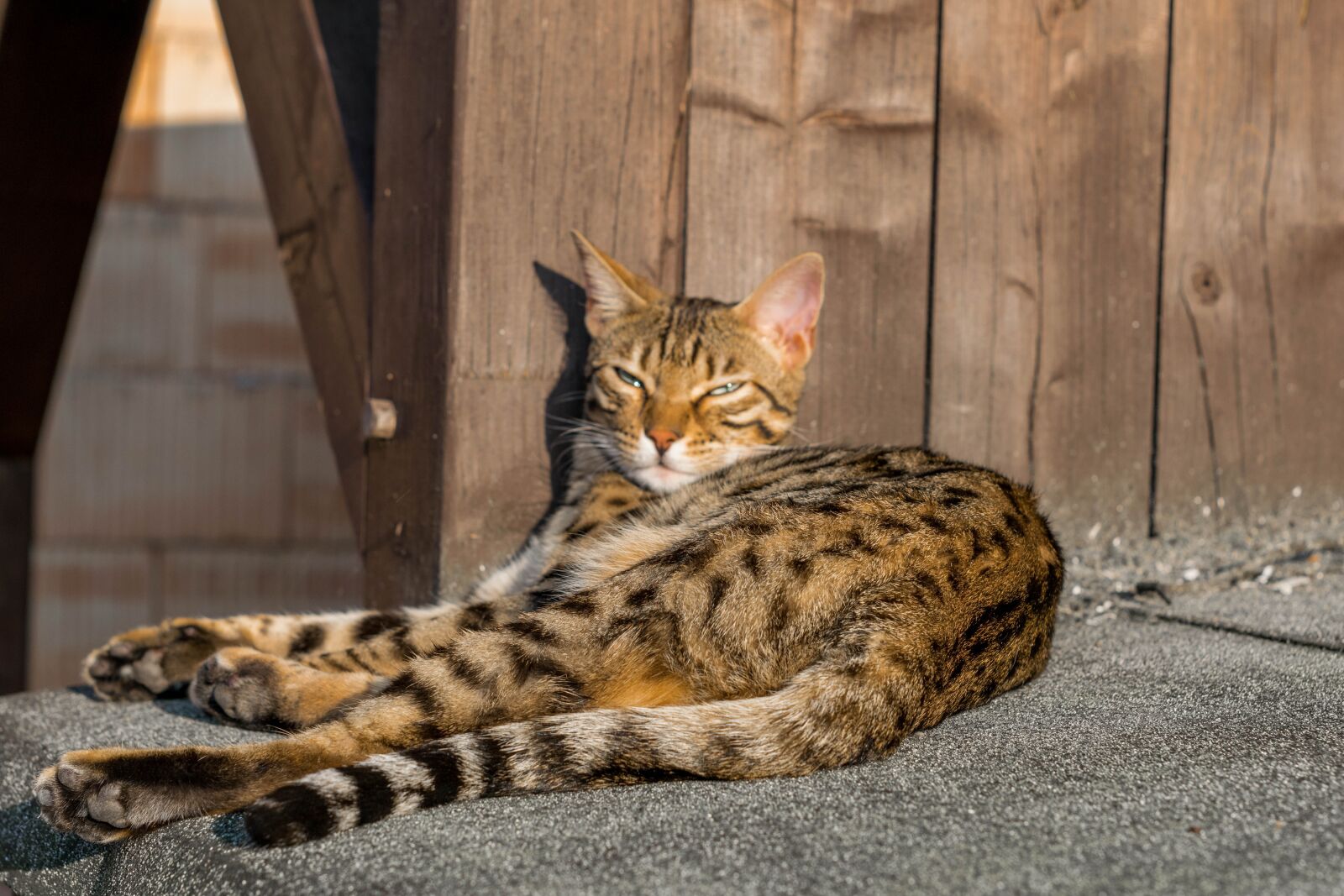 Nikon D5300 sample photo. Bengal, cat, eyes photography