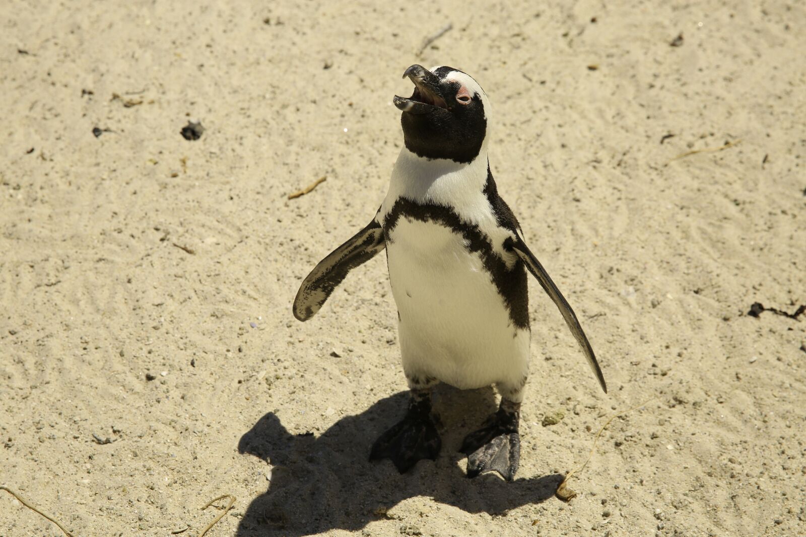 Canon EF 24-70mm F2.8L II USM sample photo. Animal, penguin, south pole photography