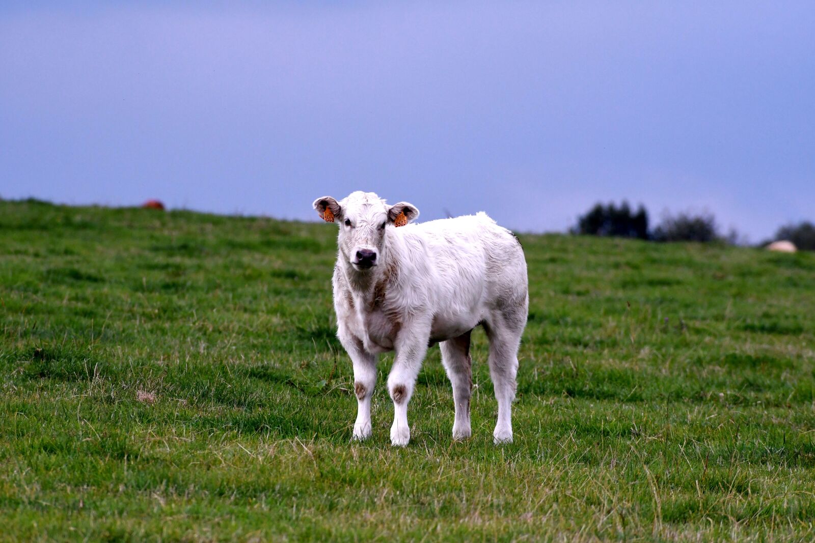 Nikon D500 sample photo. Calf, cow, herkauwer photography