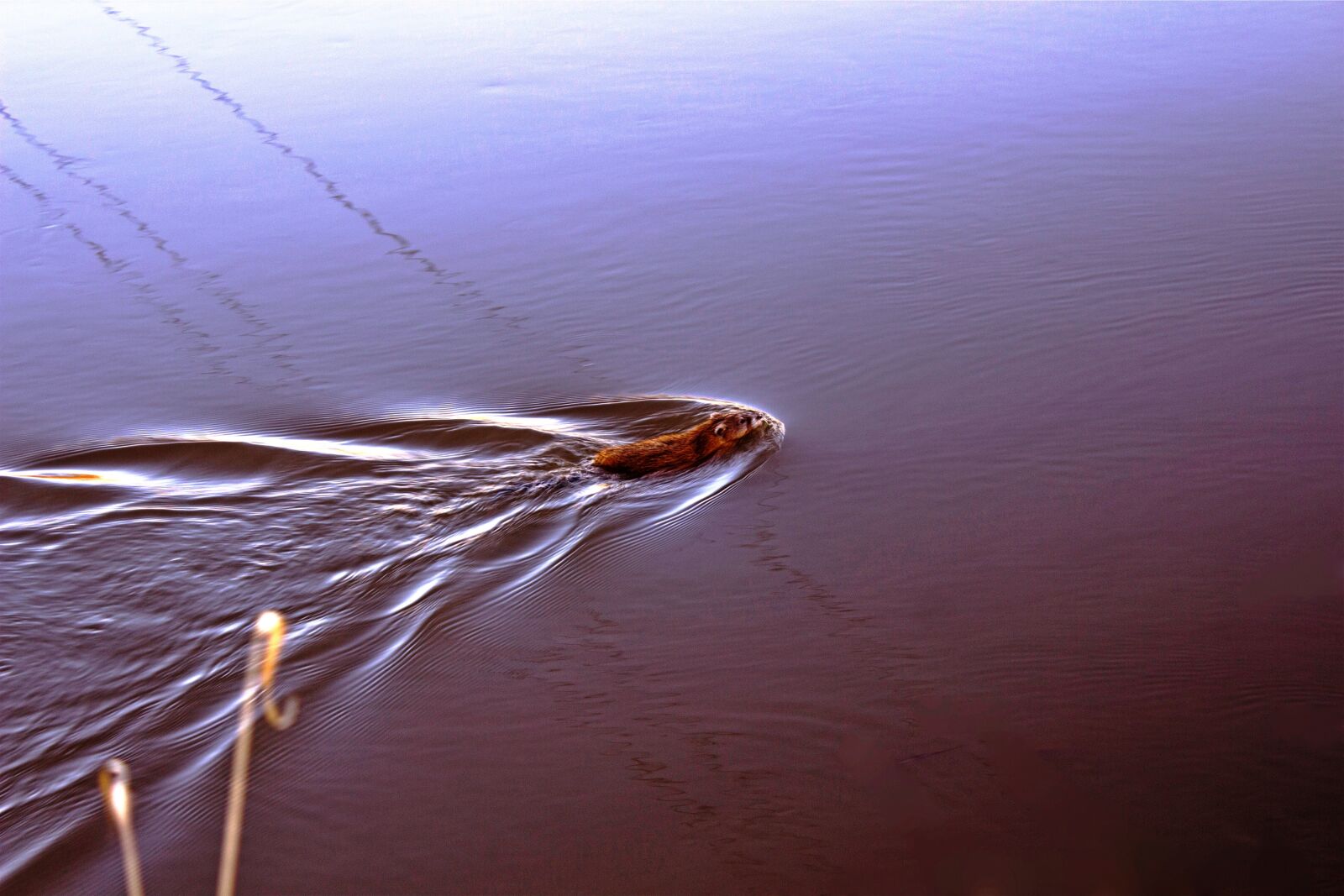Canon EOS 600D (Rebel EOS T3i / EOS Kiss X5) sample photo. Spring, river, andatrum photography
