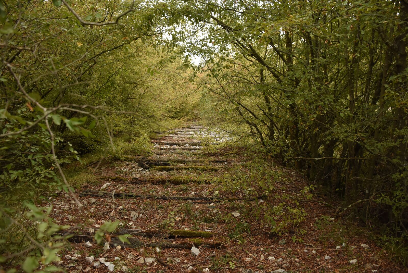 Nikon D7200 sample photo. Abandoned railroad trasse, railway photography