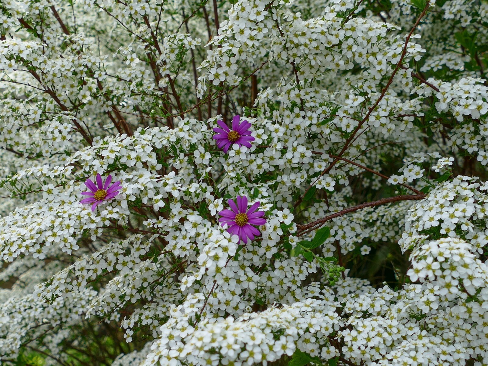 Panasonic Lumix DMC-FZ1000 sample photo. Prachtspiere, flower purple, white photography