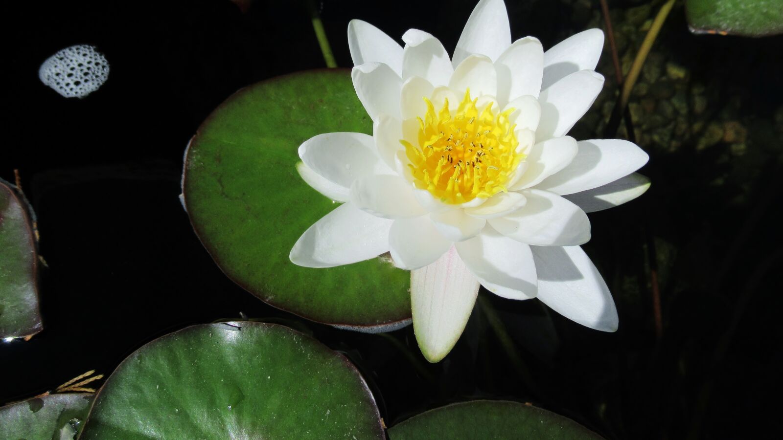 Canon PowerShot SX620 HS sample photo. Water lily, white, lotus photography