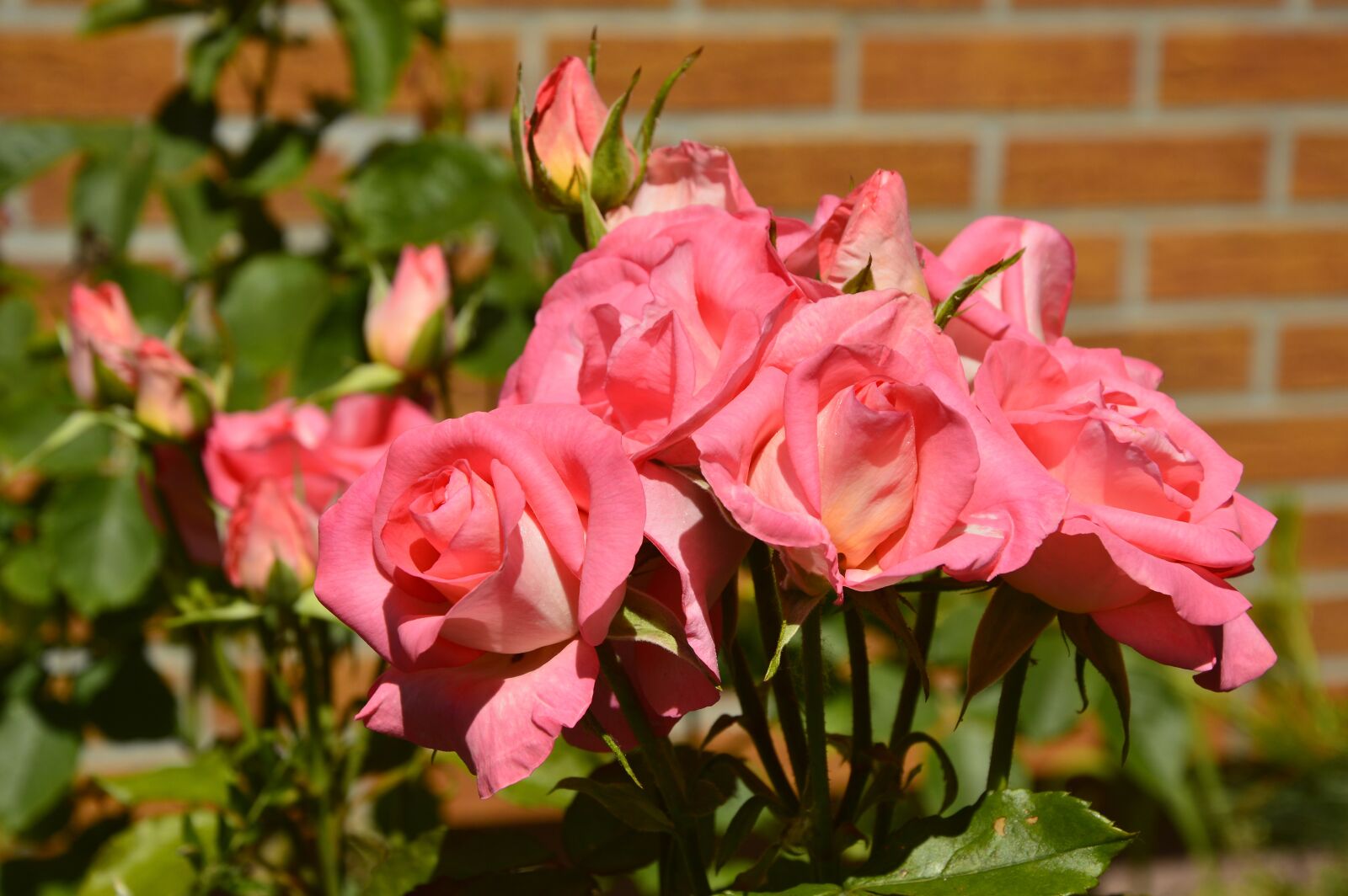 Nikon D3200 sample photo. Roses, rose bloom, blossom photography