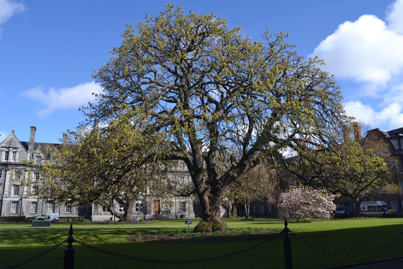 Nikon D3100 sample photo. Big tree, dublin, city photography