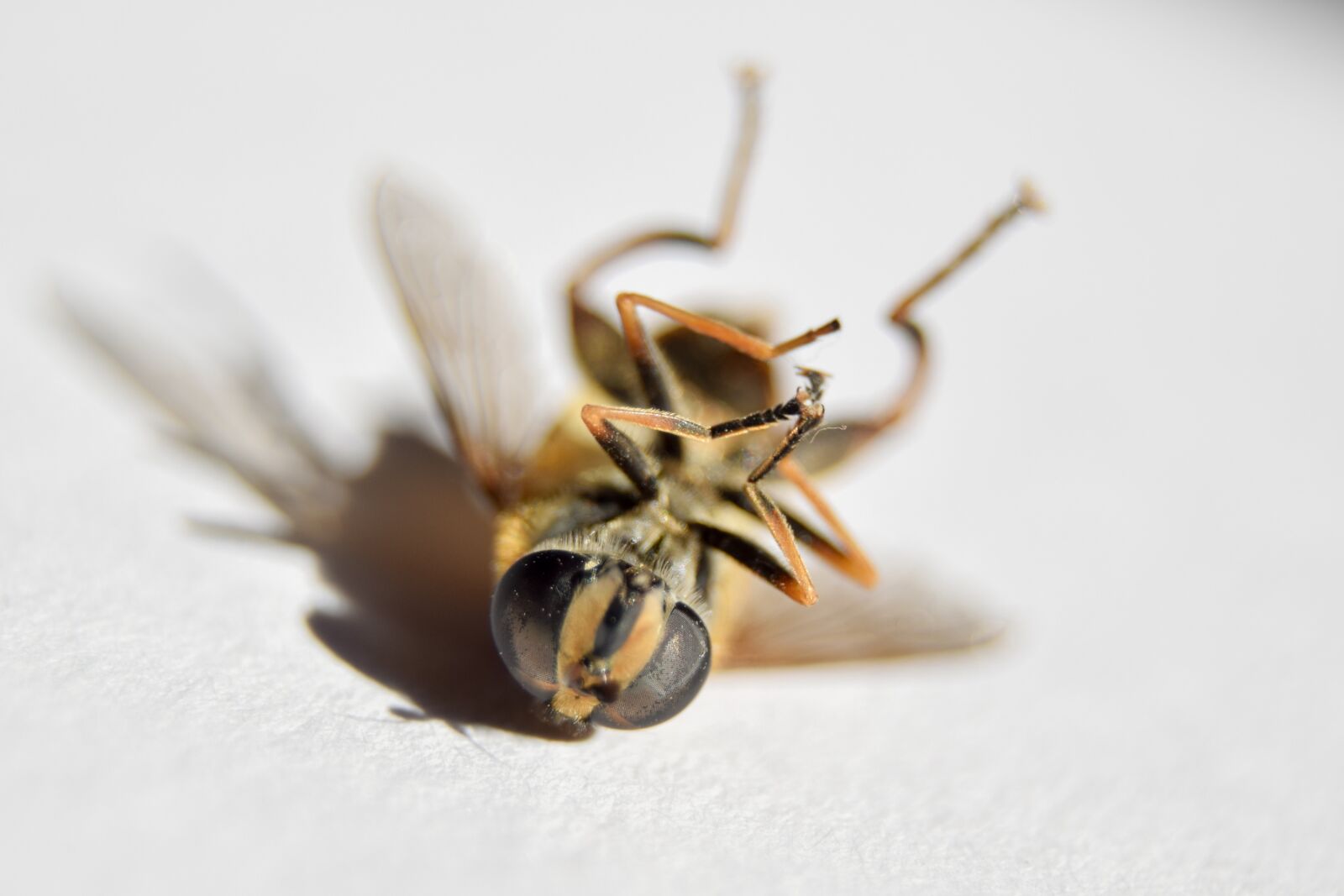 Nikon D3300 sample photo. Wasp, insect, death photography