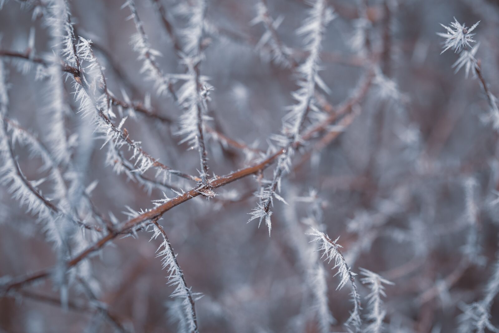 Canon EF-S 60mm F2.8 Macro USM sample photo. Bush, frost, eiskristalle photography