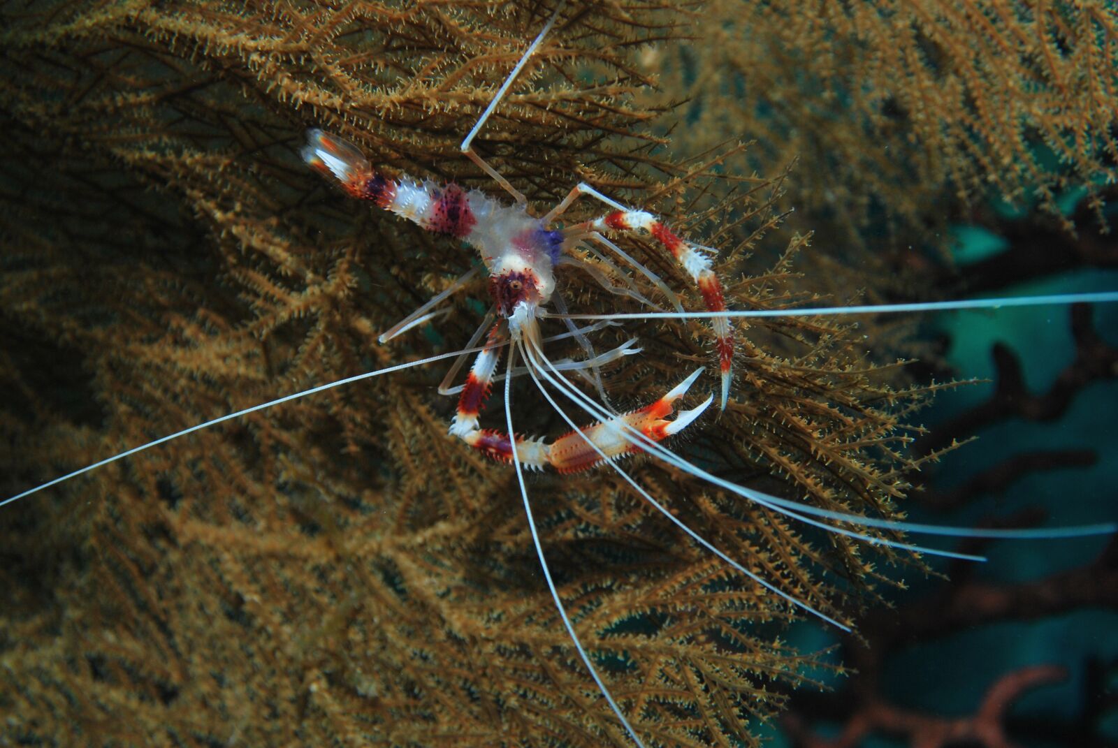 Nikon D60 sample photo. Shrimp, diving, cave photography