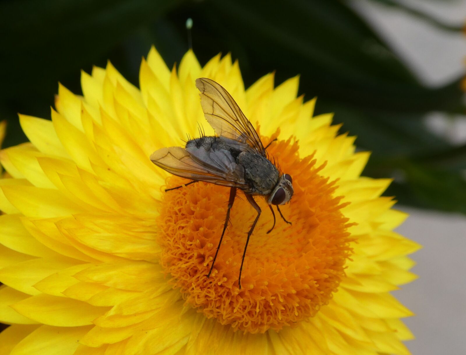 Panasonic DMC-TZ81 sample photo. Fly, insect, langbein photography