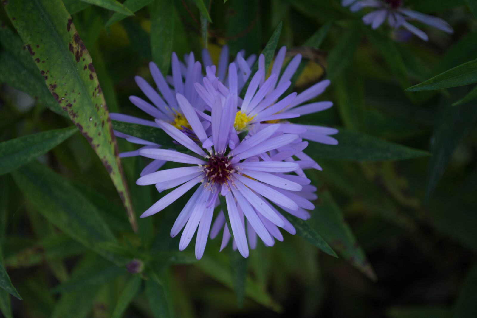 Nikon D5200 sample photo. Flower, purple, purple flower photography