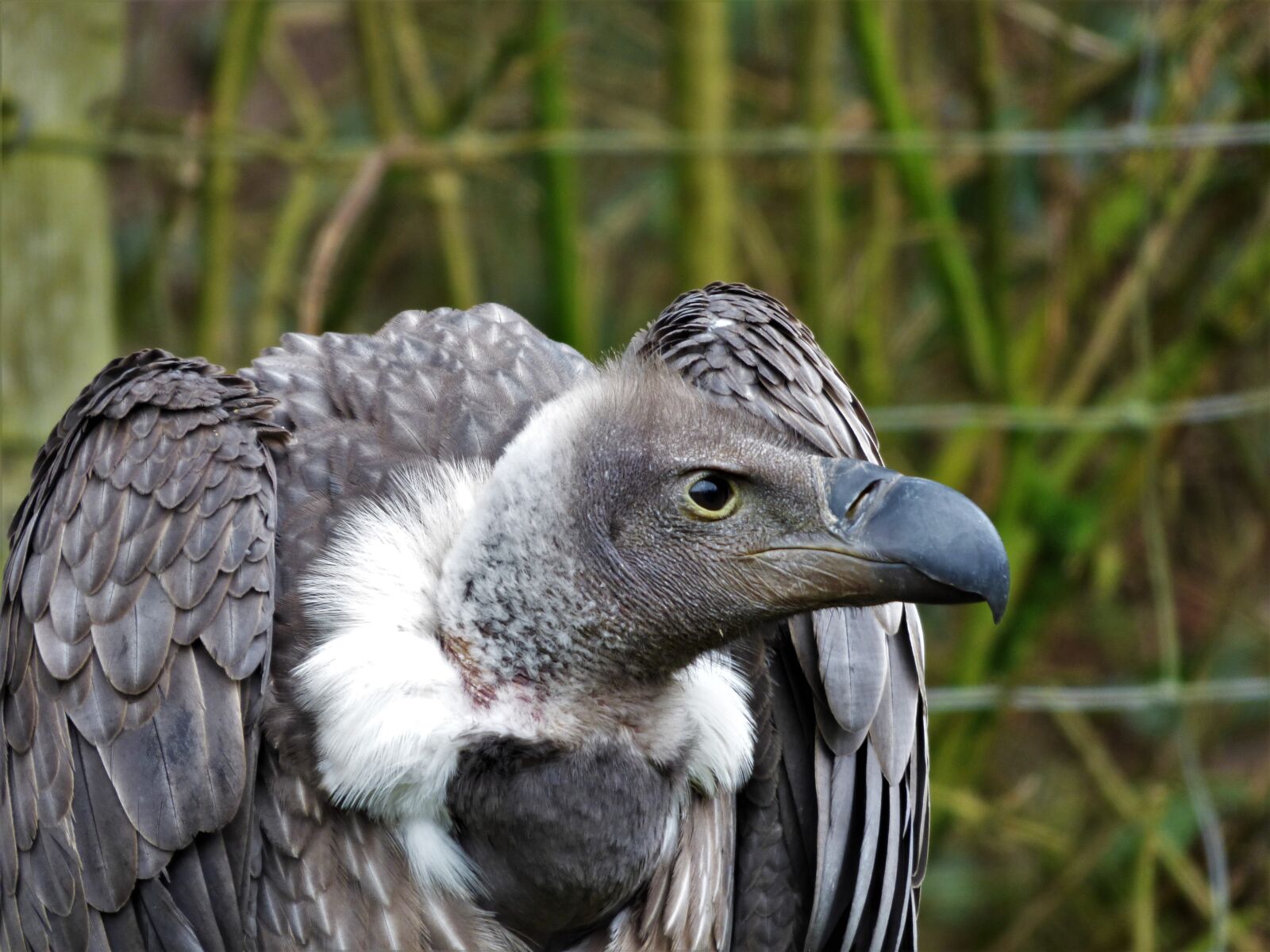 Panasonic DMC-FZ72 sample photo. White back vulture, head photography