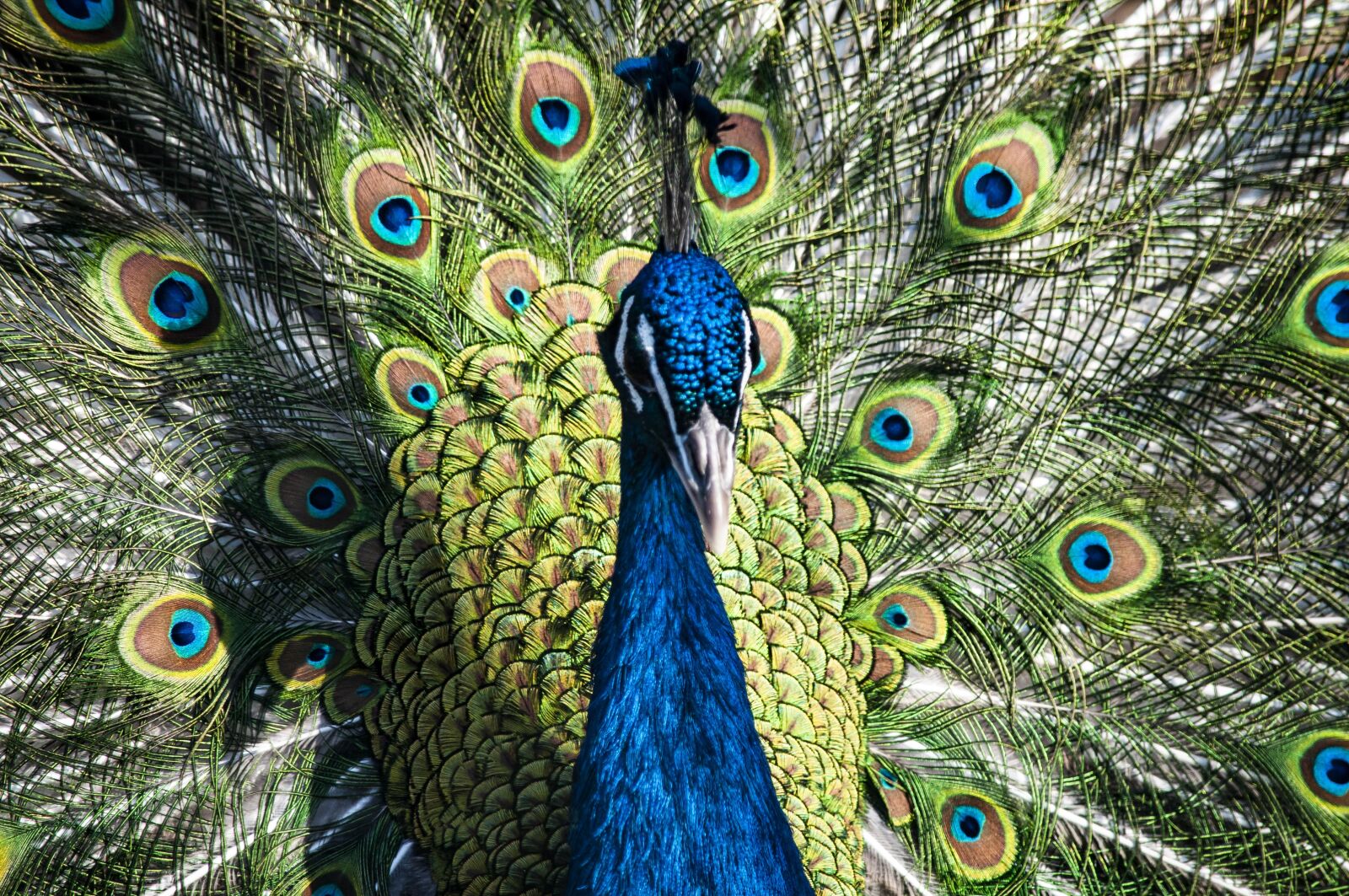 Nikon D5000 sample photo. Peacock, bird, noble photography