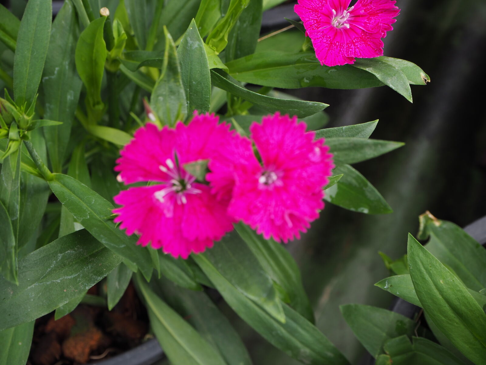 Olympus OM-D E-M10 II sample photo