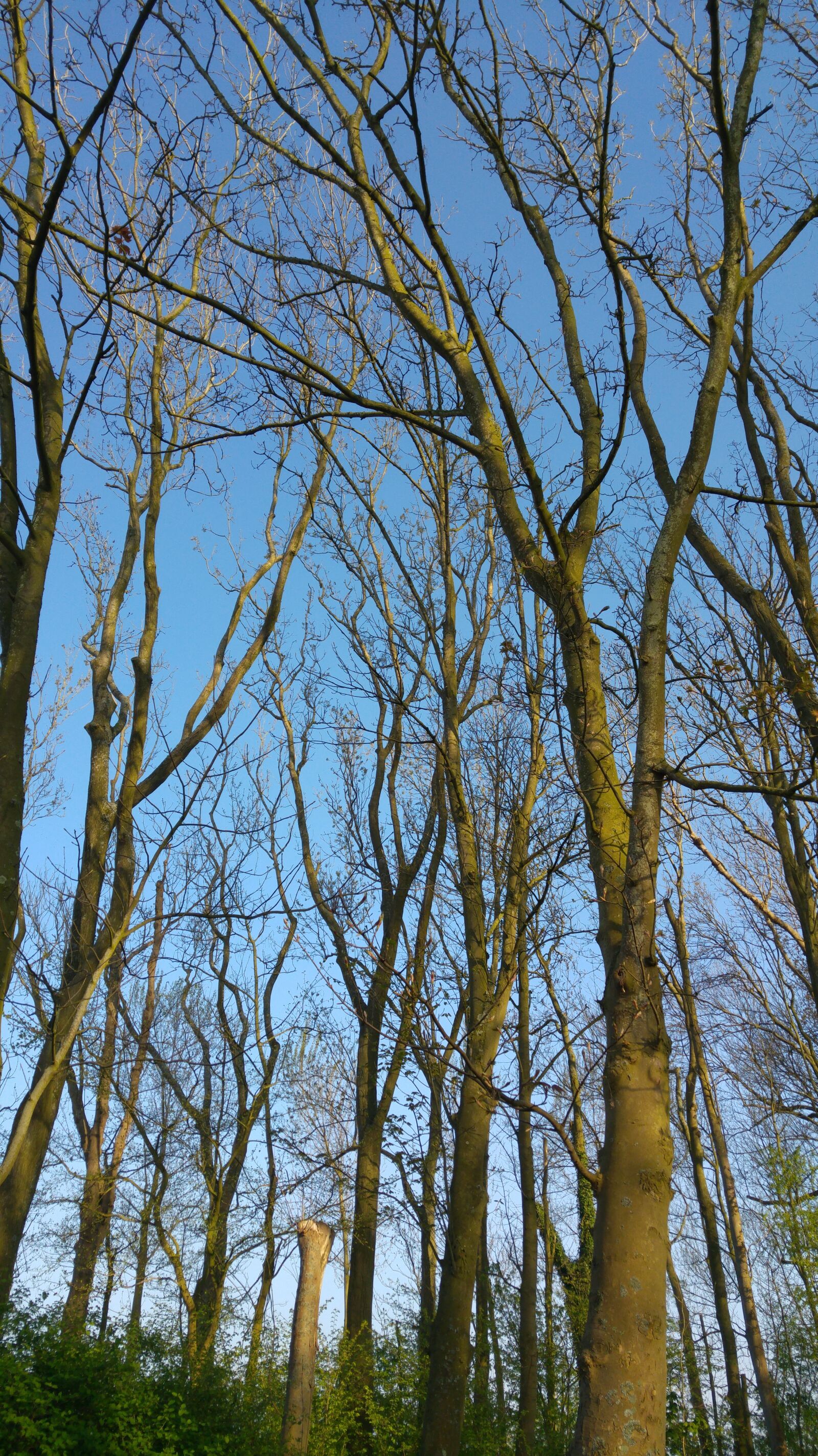 LG G4 sample photo. Trees, crown, branches photography
