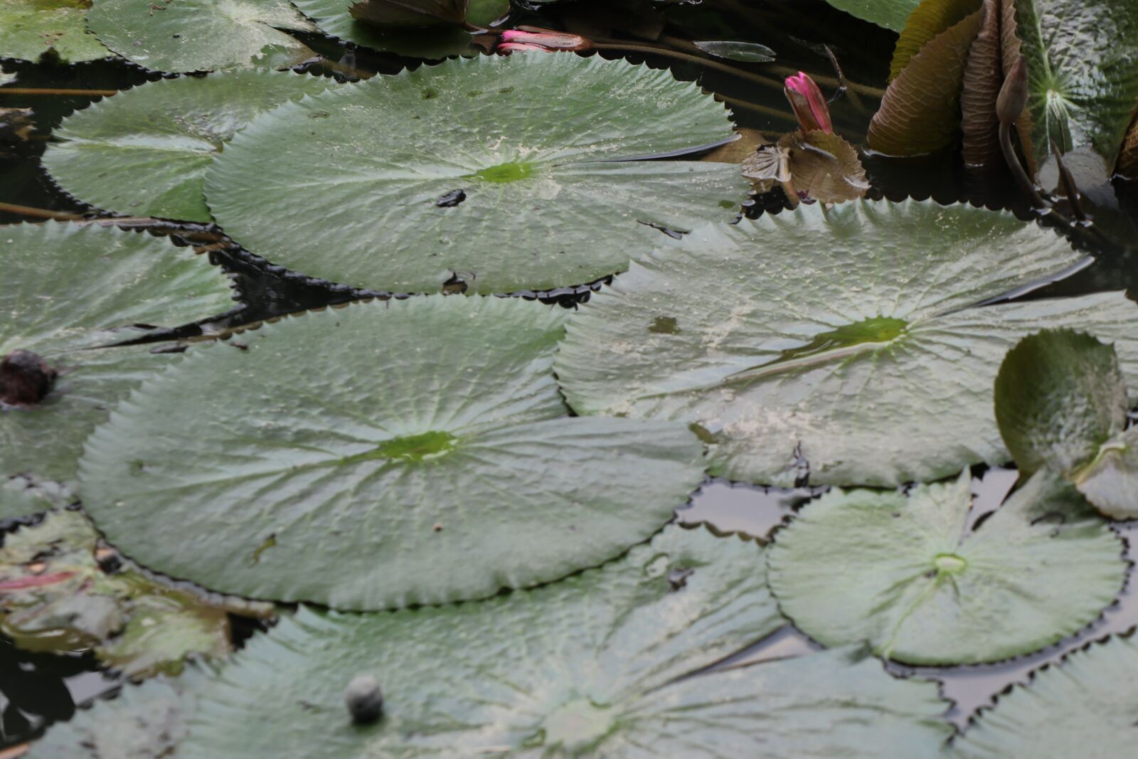 Canon EOS M6 sample photo. Leaf, lotus, pond photography