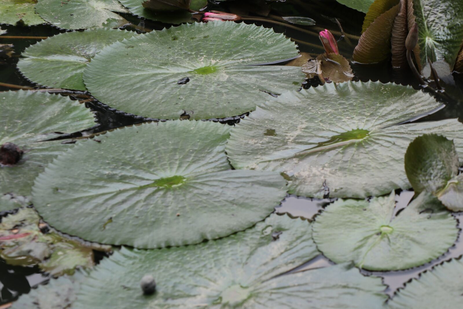 Canon EF-M 18-150mm F3.5-6.3 IS STM sample photo. Leaf, lotus, pond photography