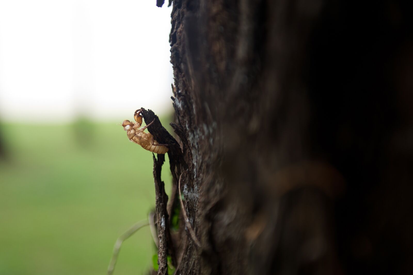 Nikon D3S sample photo. Cicada, chrysalis, wood photography