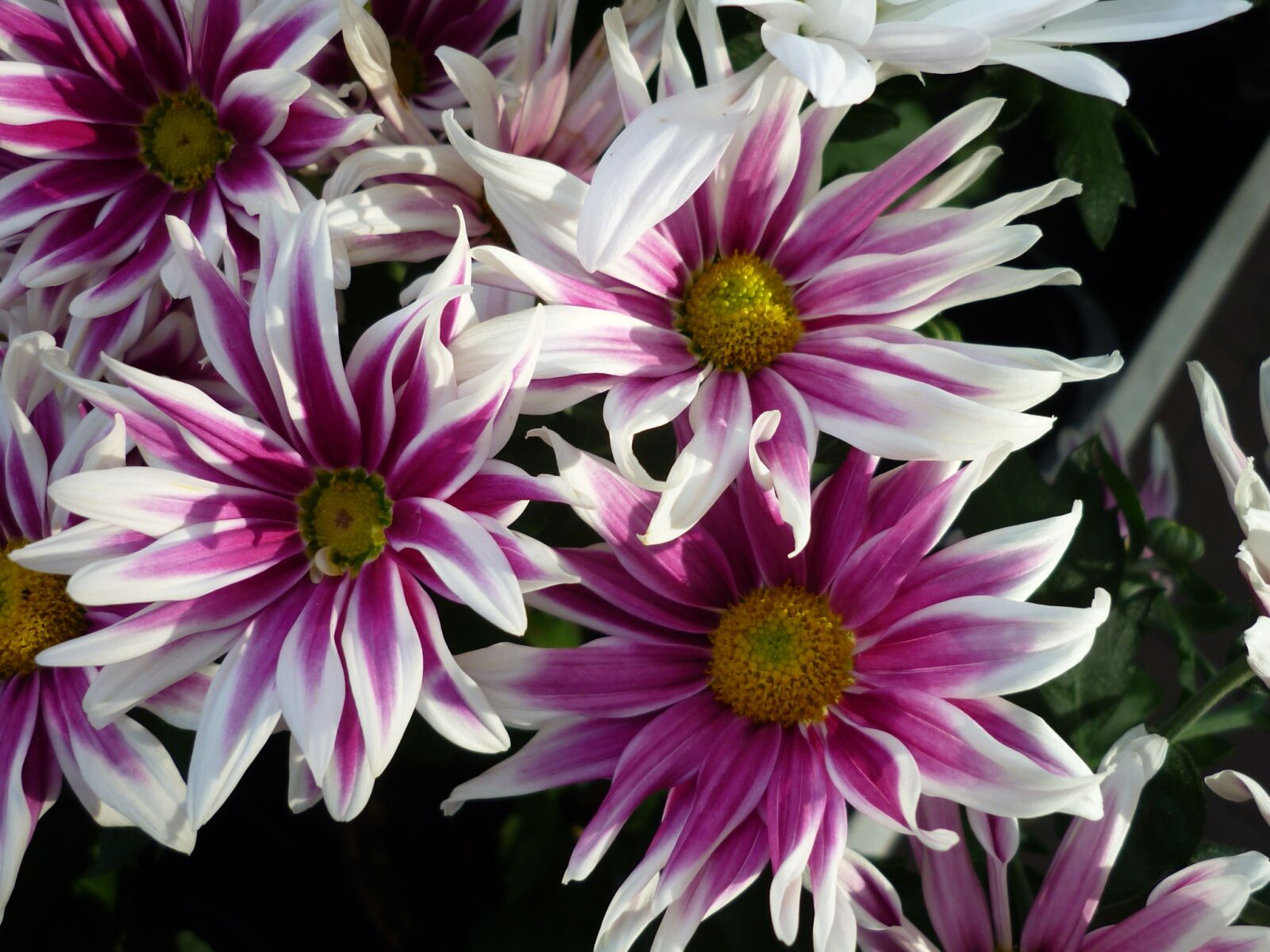 Panasonic Lumix DMC-FS6 sample photo. Aster, white, reddish photography