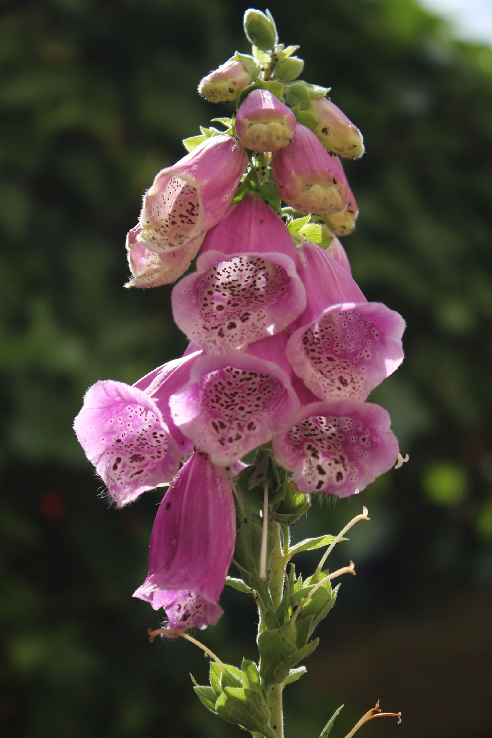 Canon EOS 700D (EOS Rebel T5i / EOS Kiss X7i) sample photo. Flower, nature, blossom photography