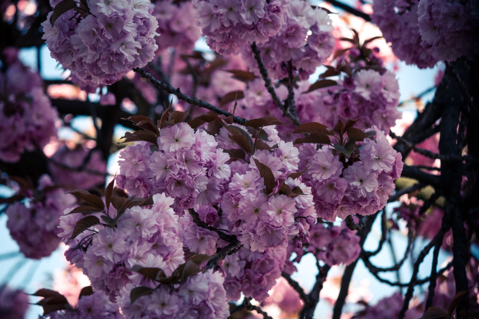 Canon EF-S 55-250mm F4-5.6 IS II sample photo. Japanese cherry, prunus serrulata photography