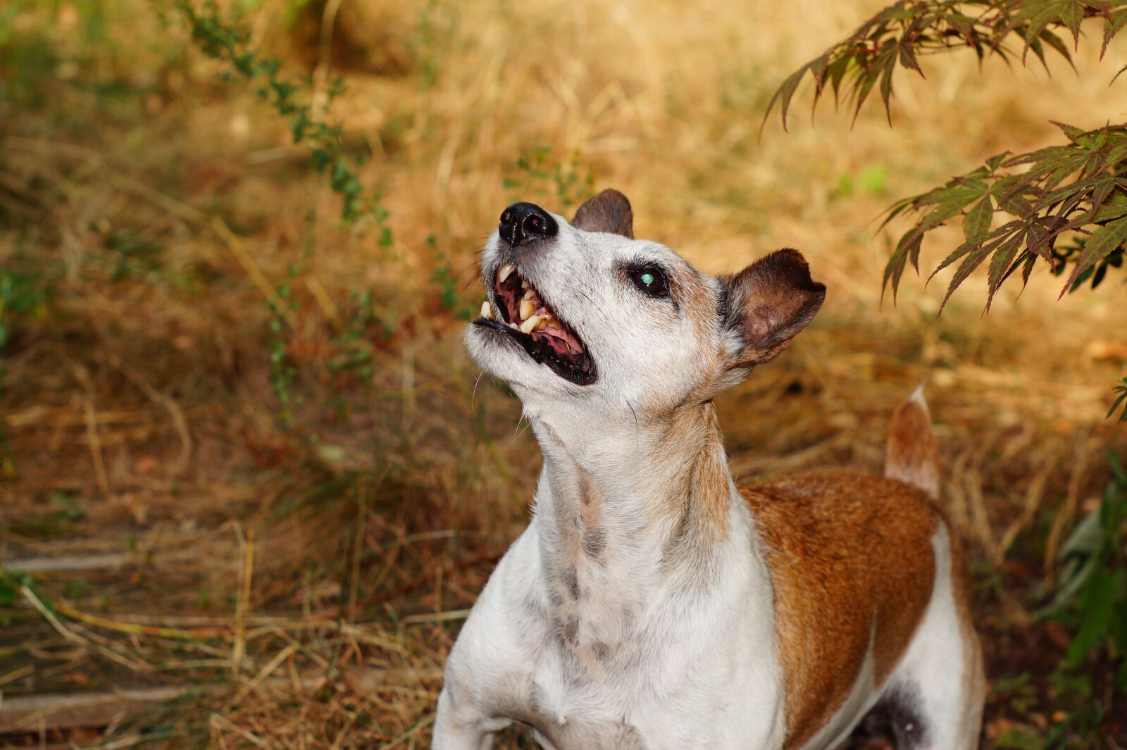 Sony SLT-A58 + Minolta AF 50mm F1.7 sample photo. Terrier, dog, animal photography